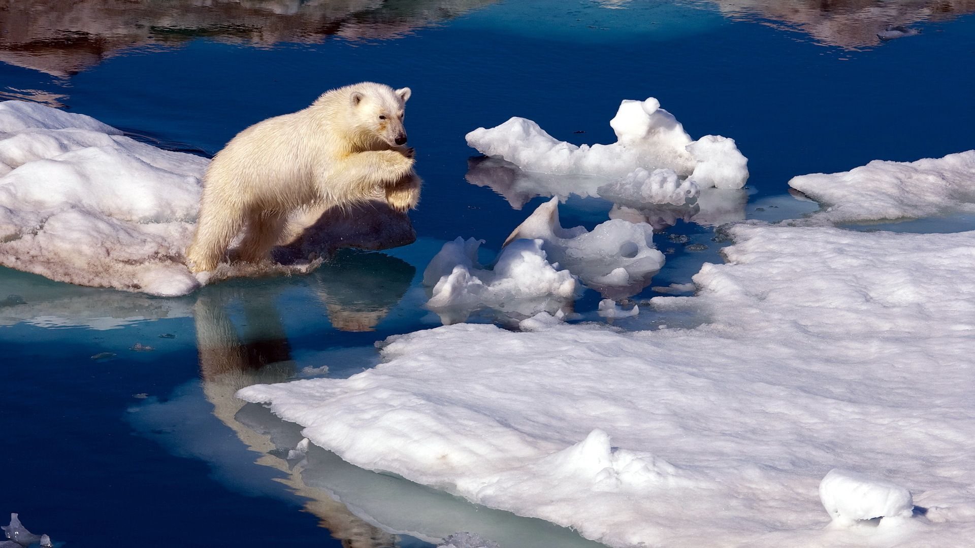 Free download wallpaper Animal, Polar Bear on your PC desktop