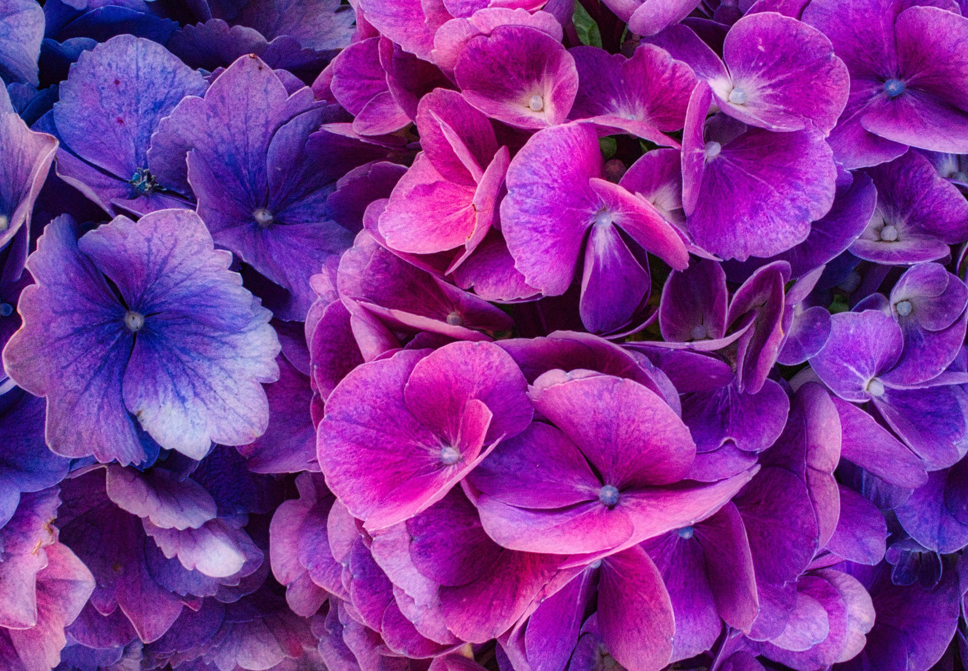 Download mobile wallpaper Nature, Flowers, Flower, Earth, Hydrangea, Purple Flower for free.