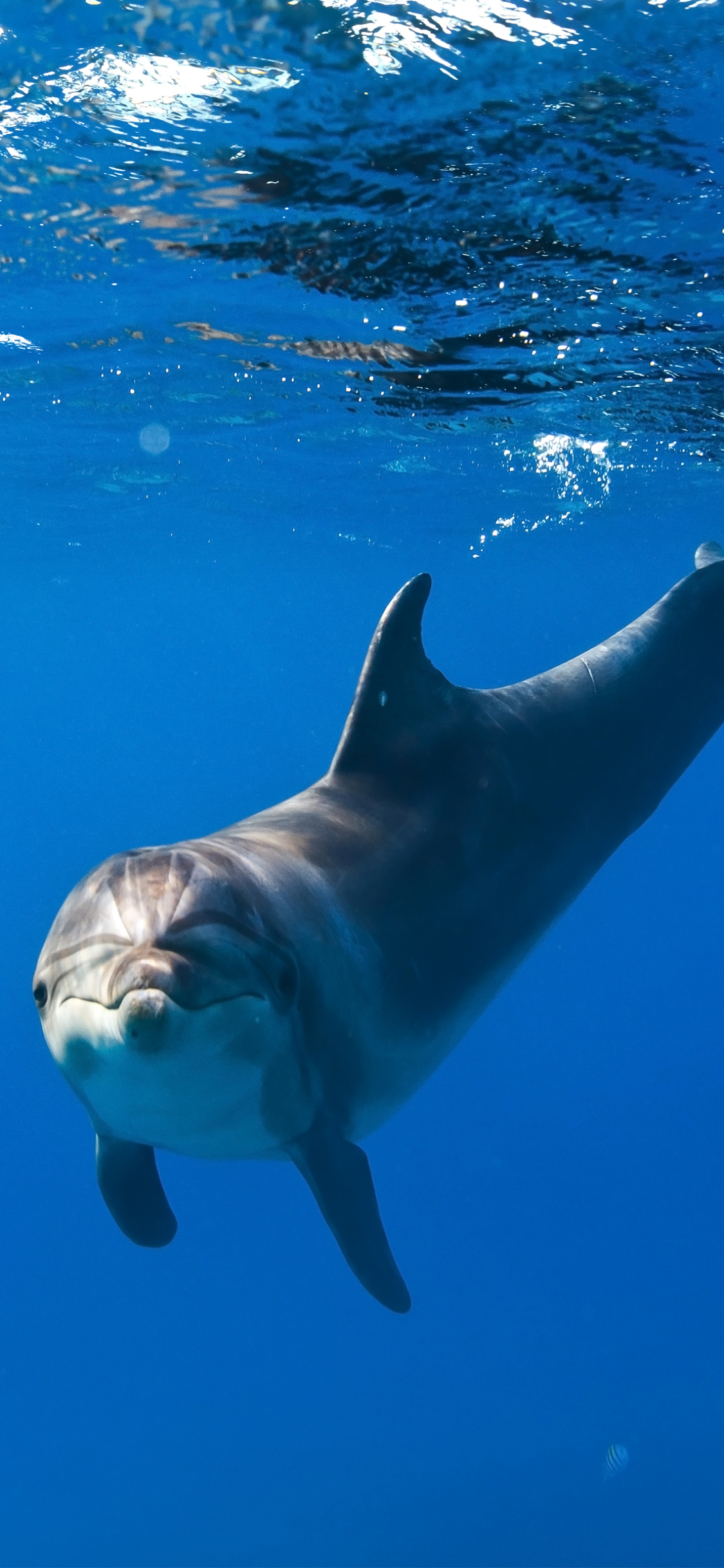 Handy-Wallpaper Tiere, Delfin, Unterwasser kostenlos herunterladen.