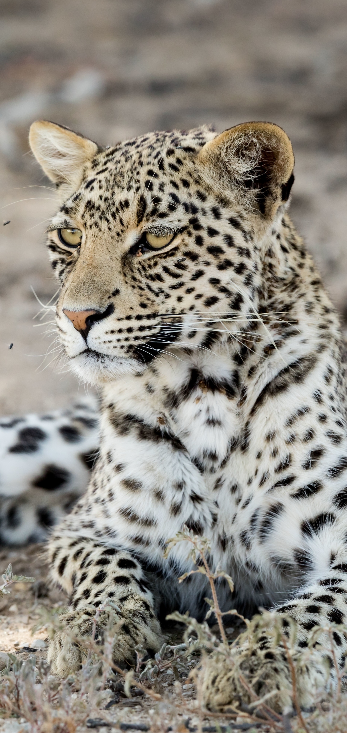 Handy-Wallpaper Leopard, Katzen, Tiere kostenlos herunterladen.