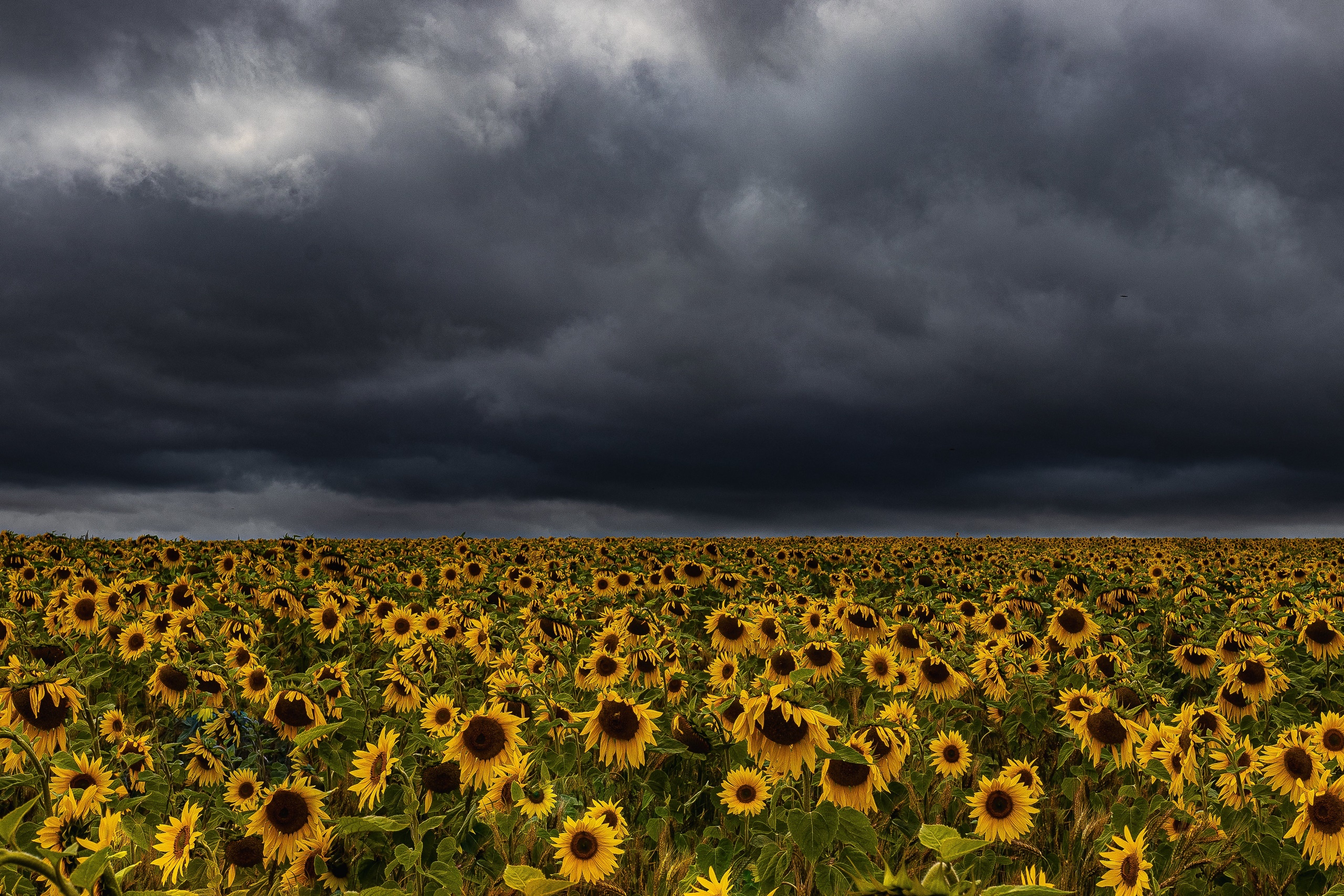 Download mobile wallpaper Flowers, Earth, Storm, Sunflower for free.