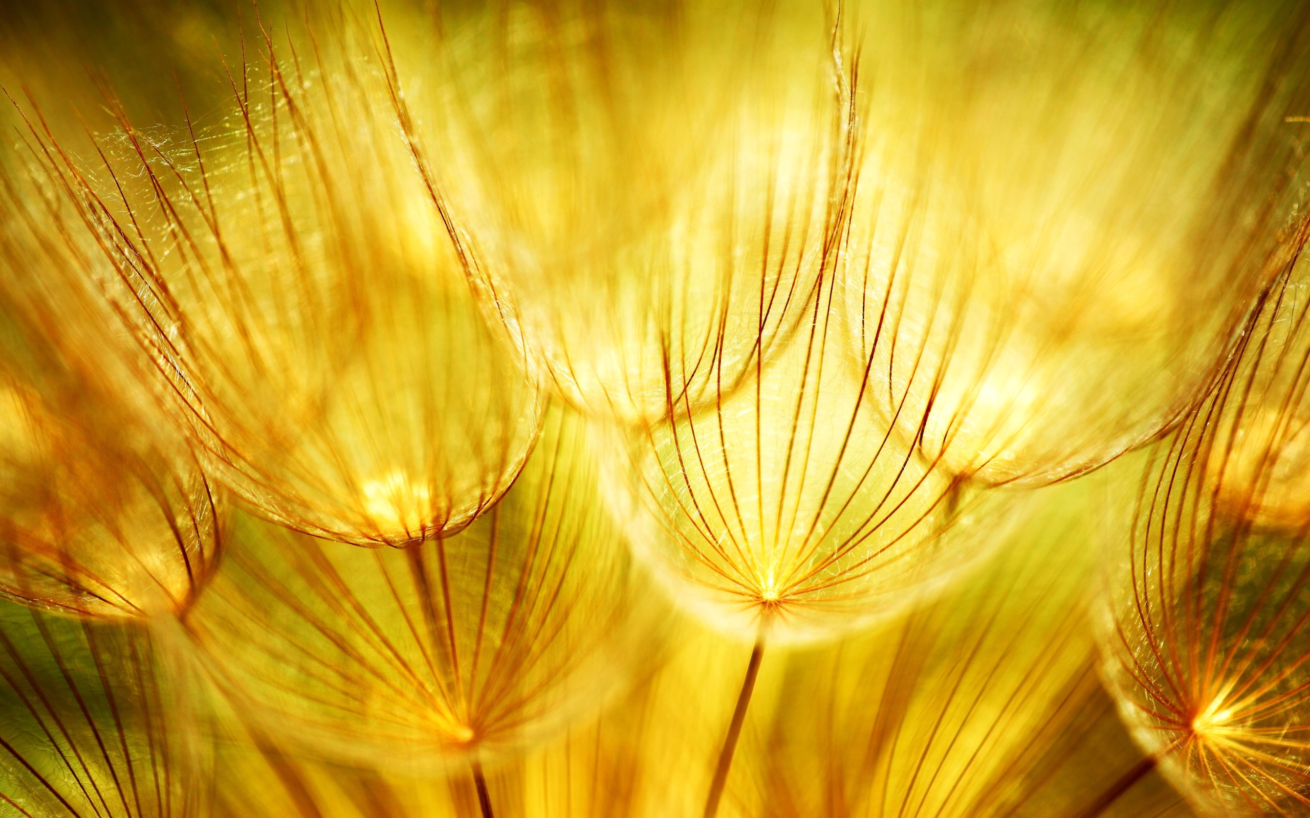 Téléchargez des papiers peints mobile Macro, Photographie gratuitement.