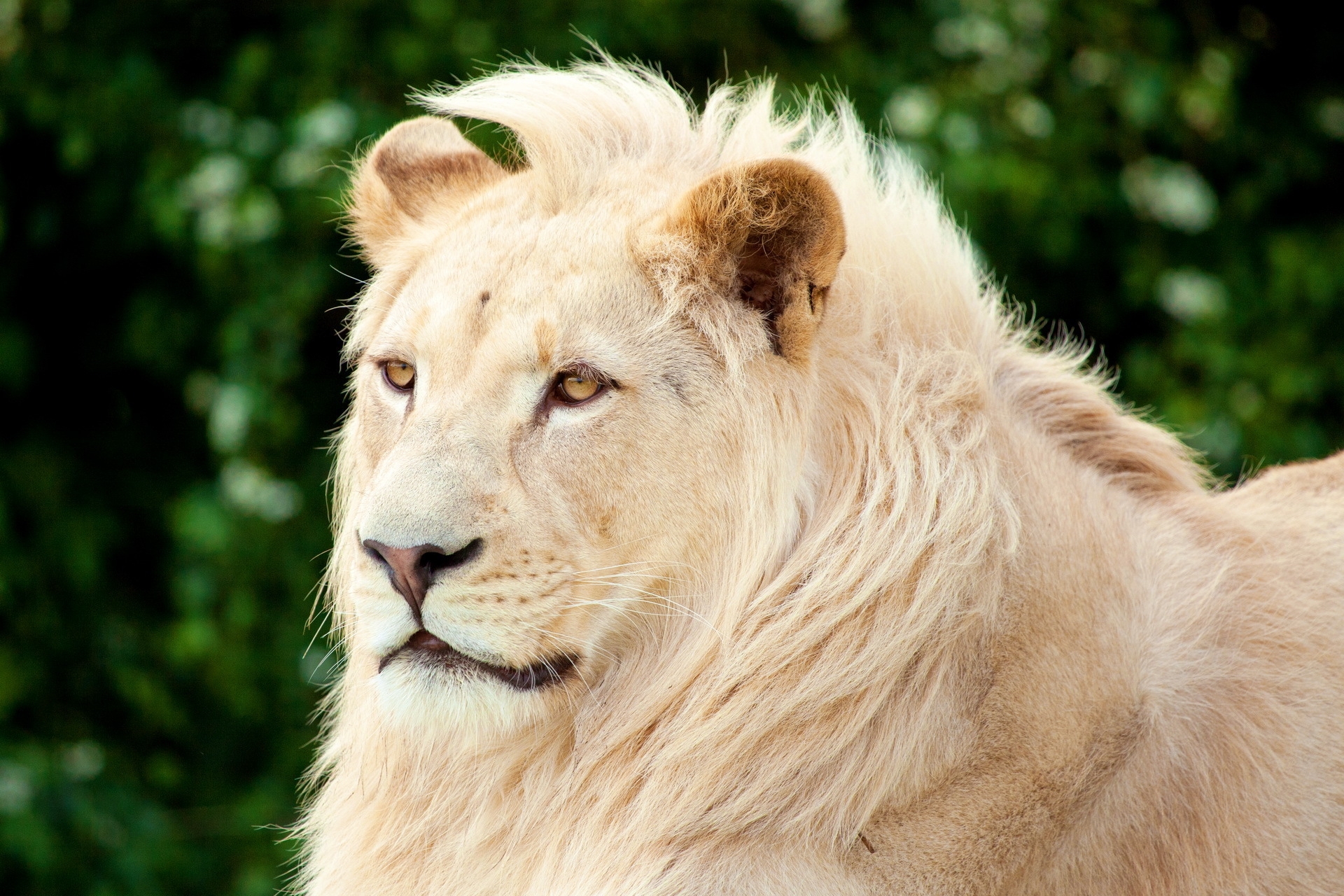 Download mobile wallpaper Muzzle, Albino, Animals, Predator, Lion for free.