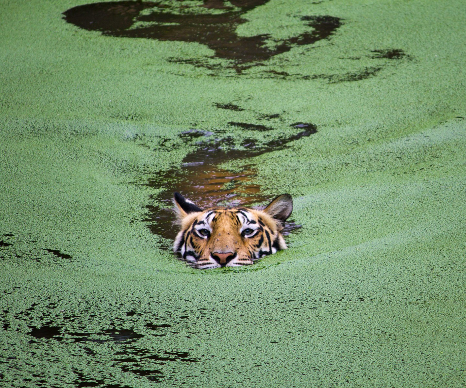 Téléchargez des papiers peints mobile Animaux, Chats, Eau, Tigre gratuitement.