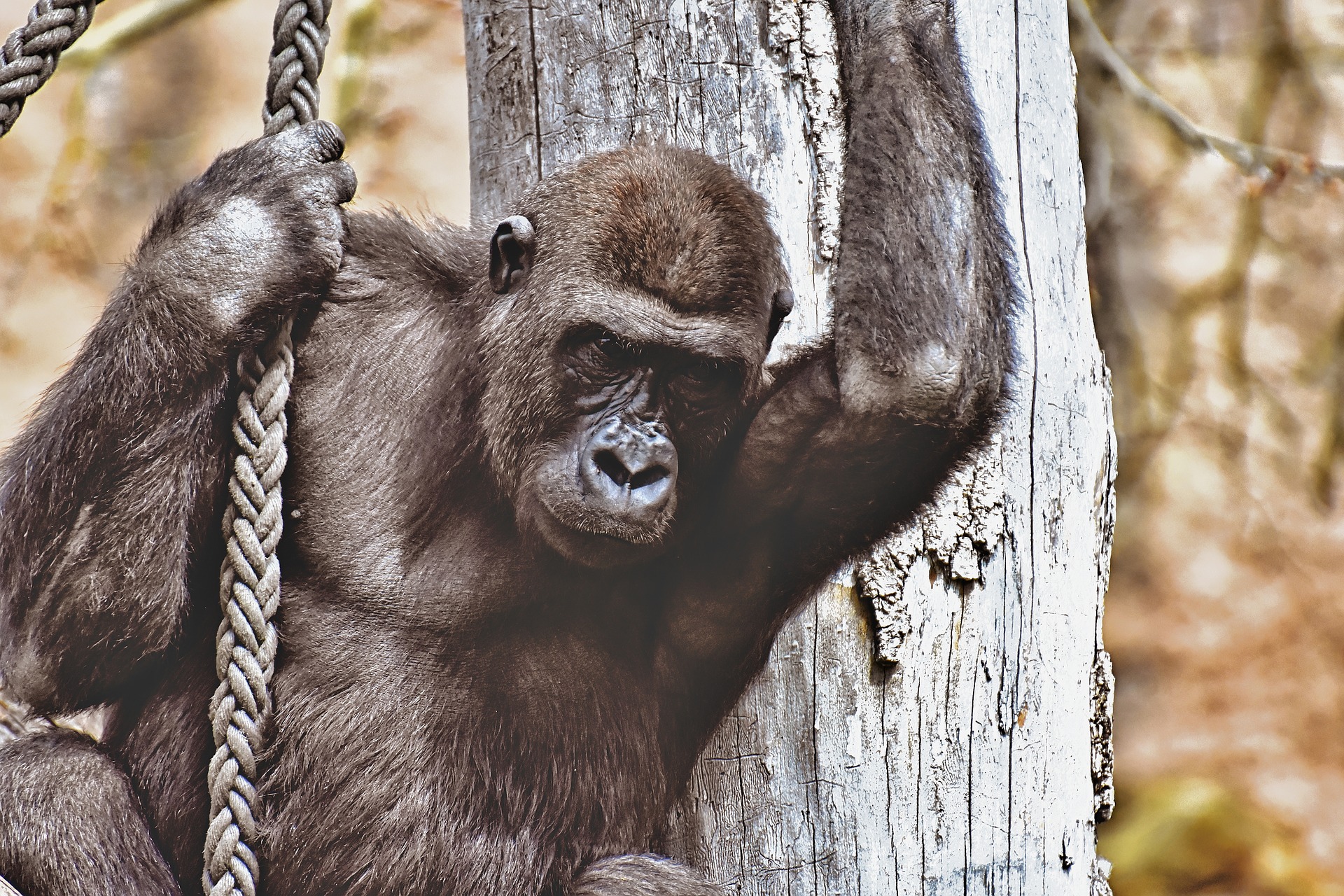 Завантажити шпалери безкоштовно Мавпи, Горила, Тварина картинка на робочий стіл ПК