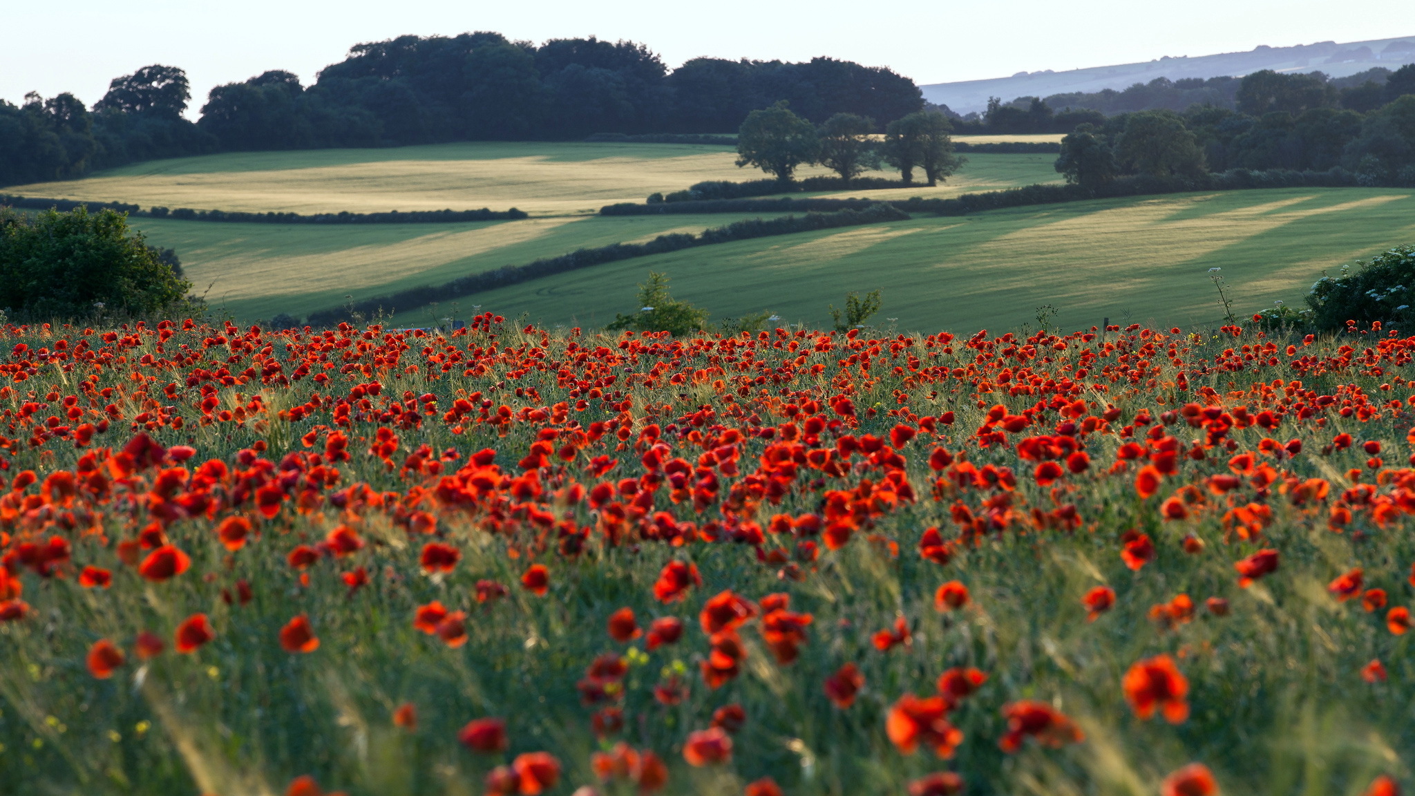 Download mobile wallpaper Flowers, Earth, Poppy for free.