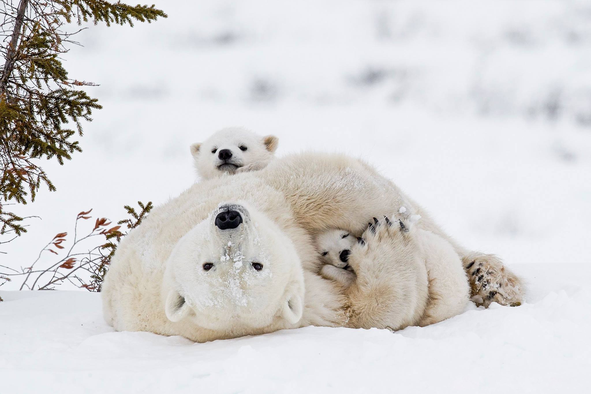 Baixe gratuitamente a imagem Animais, Urso Polar, Ursos, Animal Bebê, Filhote na área de trabalho do seu PC