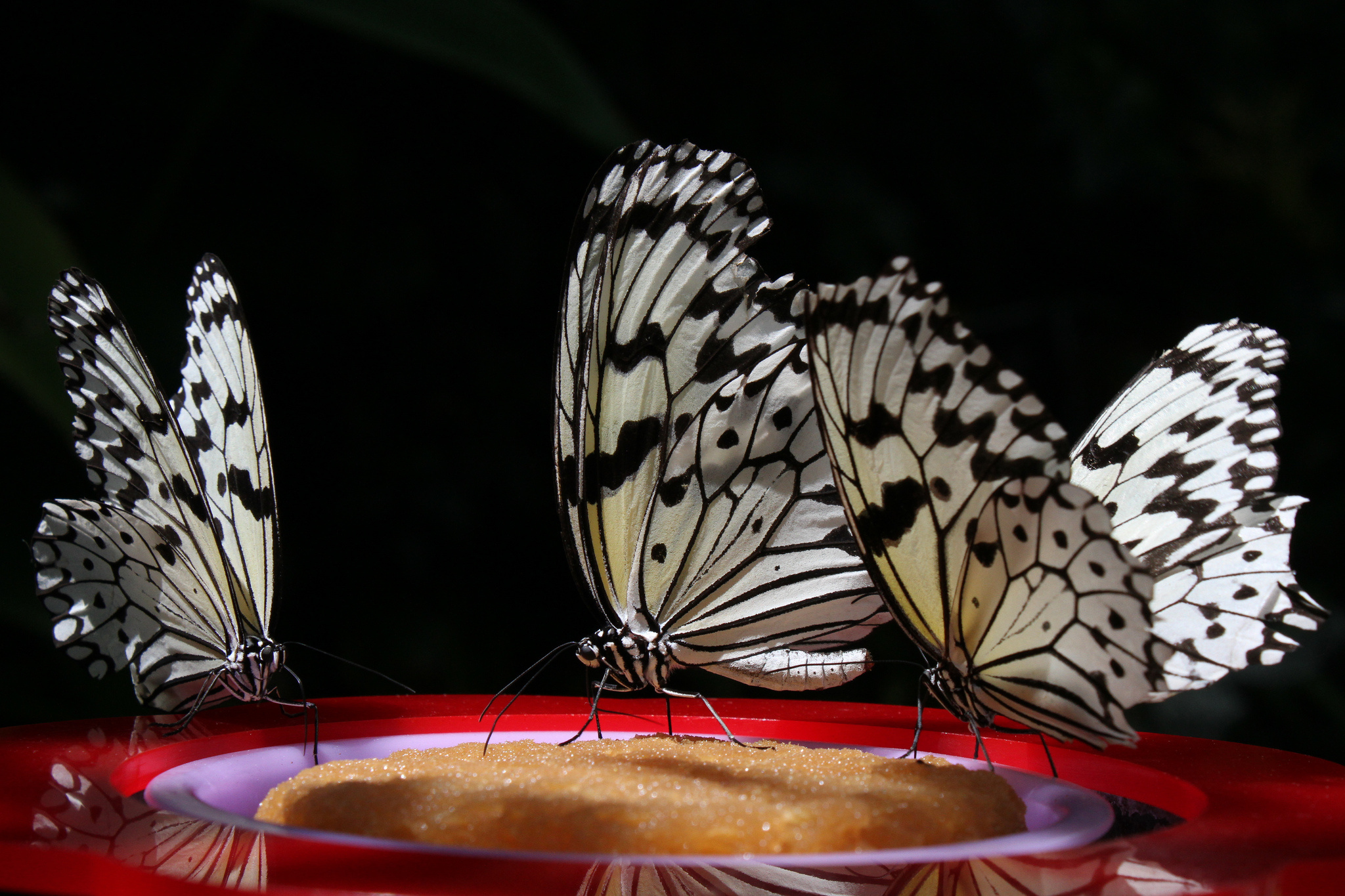 Free download wallpaper Butterfly, Animal on your PC desktop