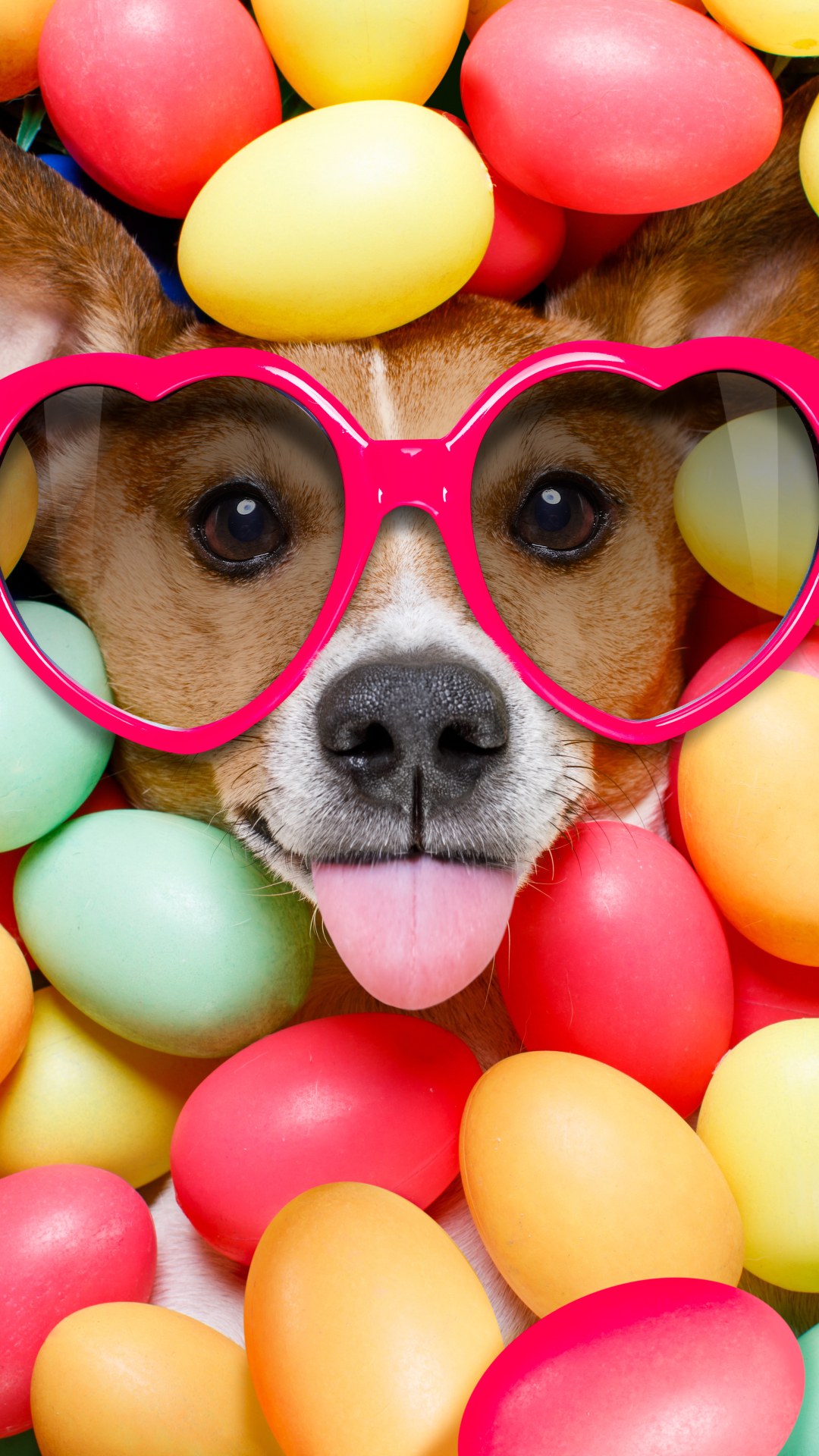 Download mobile wallpaper Dog, Muzzle, Colors, Colorful, Sunglasses, Humor, Easter Egg for free.