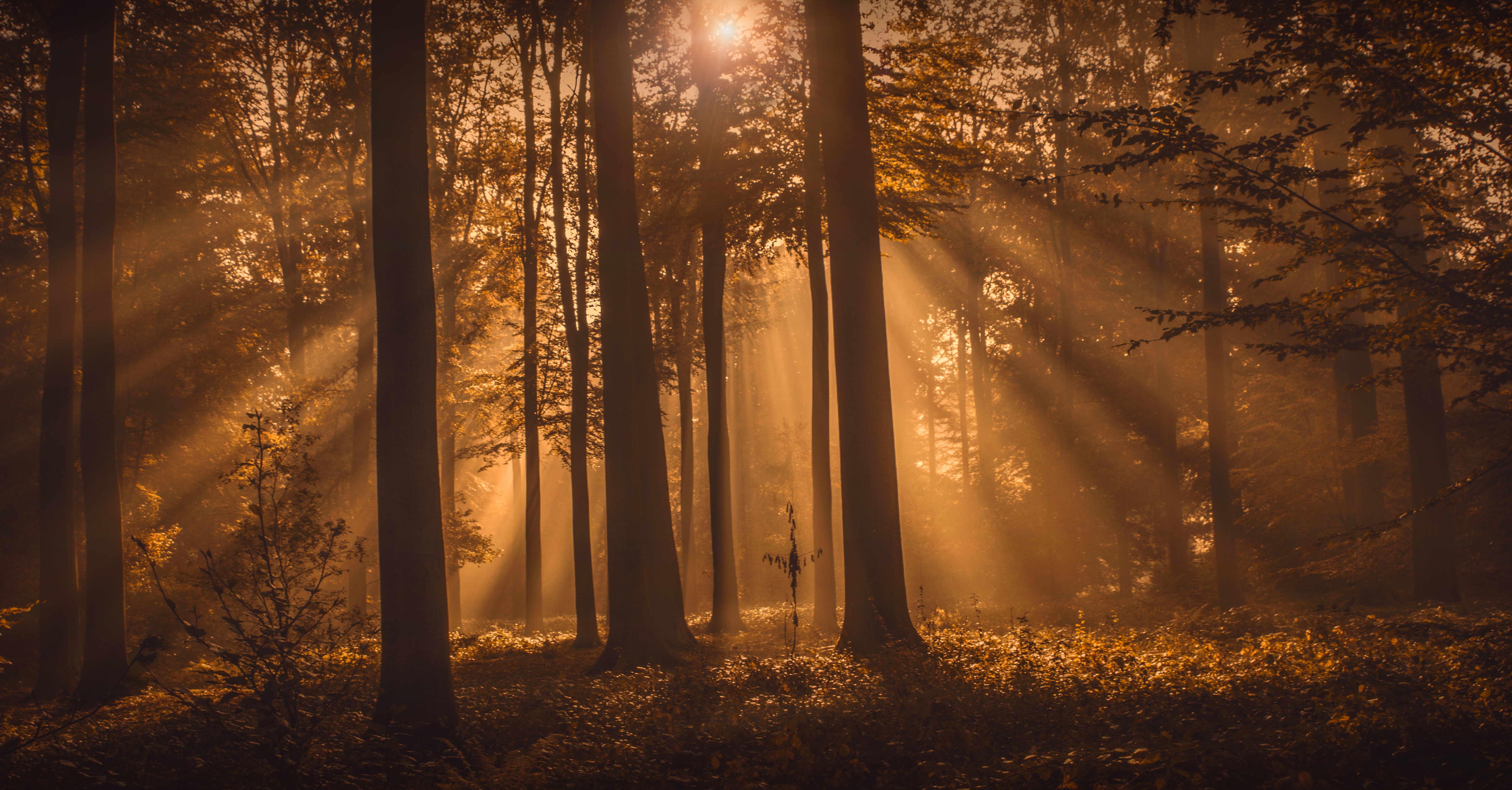 Téléchargez gratuitement l'image Forêt, Arbre, Rayon De Soleil, La Nature, Terre/nature sur le bureau de votre PC