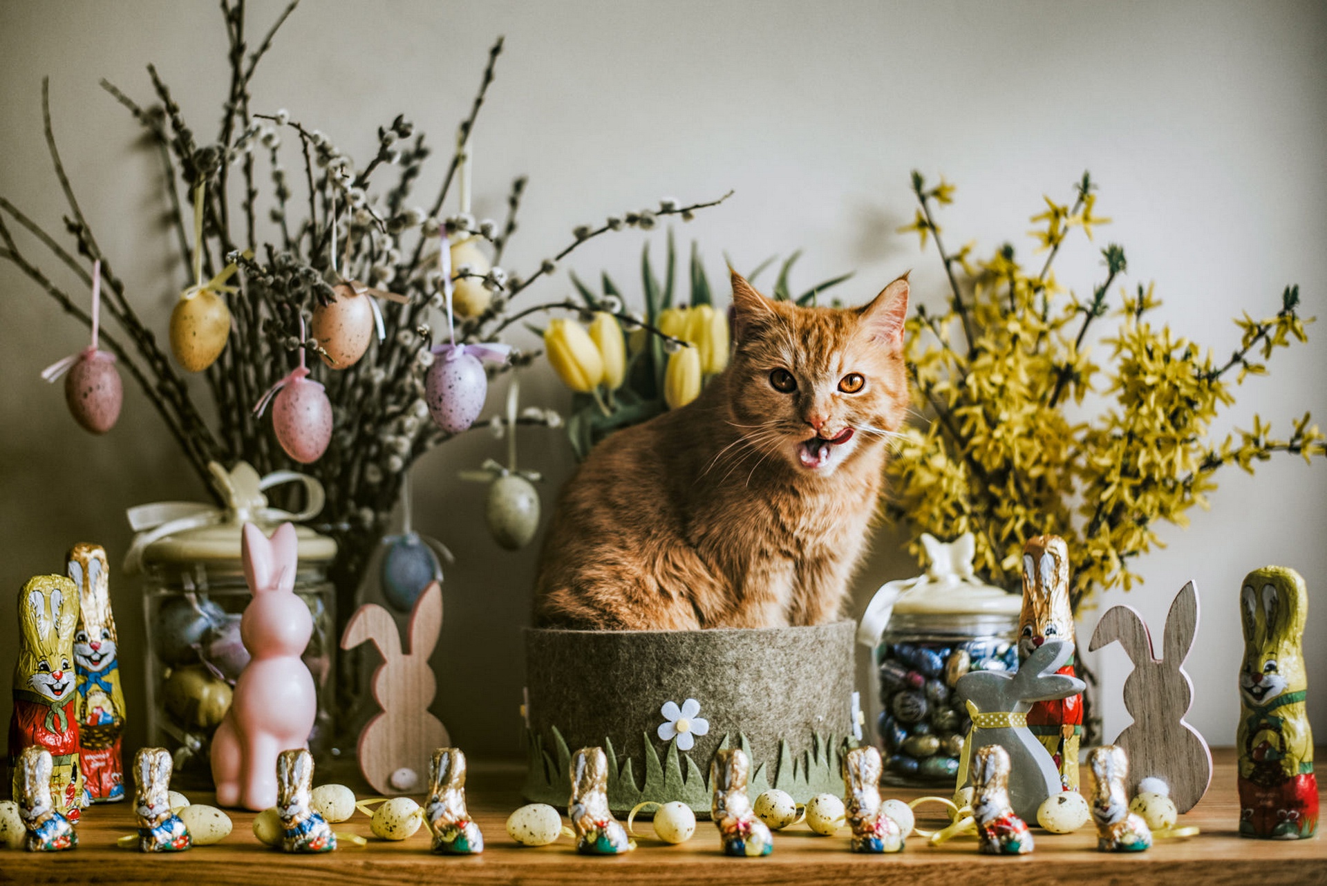 Free download wallpaper Cats, Easter, Cat, Animal on your PC desktop