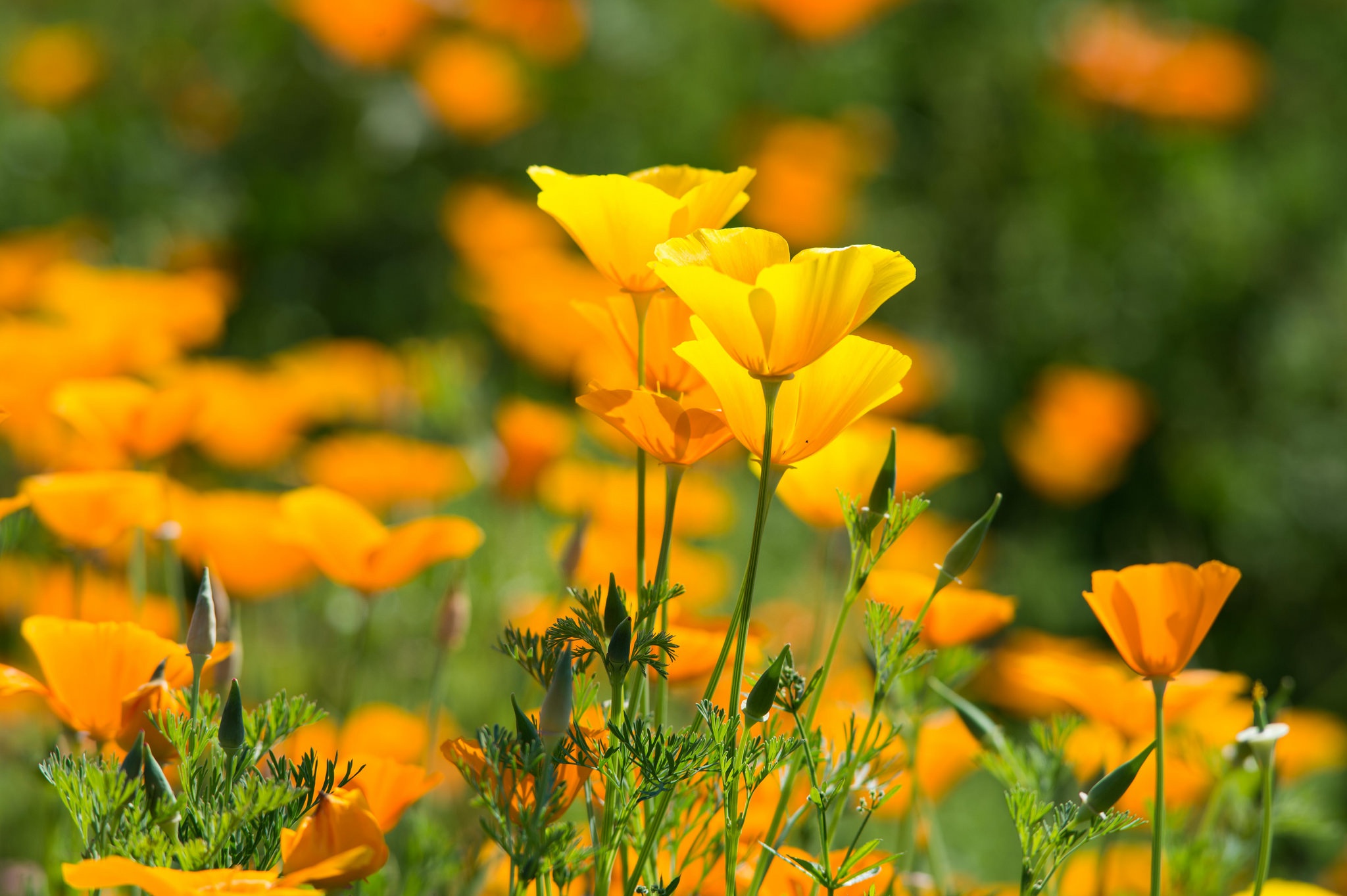 Download mobile wallpaper Nature, Flowers, Summer, Flower, Close Up, Earth, Poppy, Yellow Flower for free.