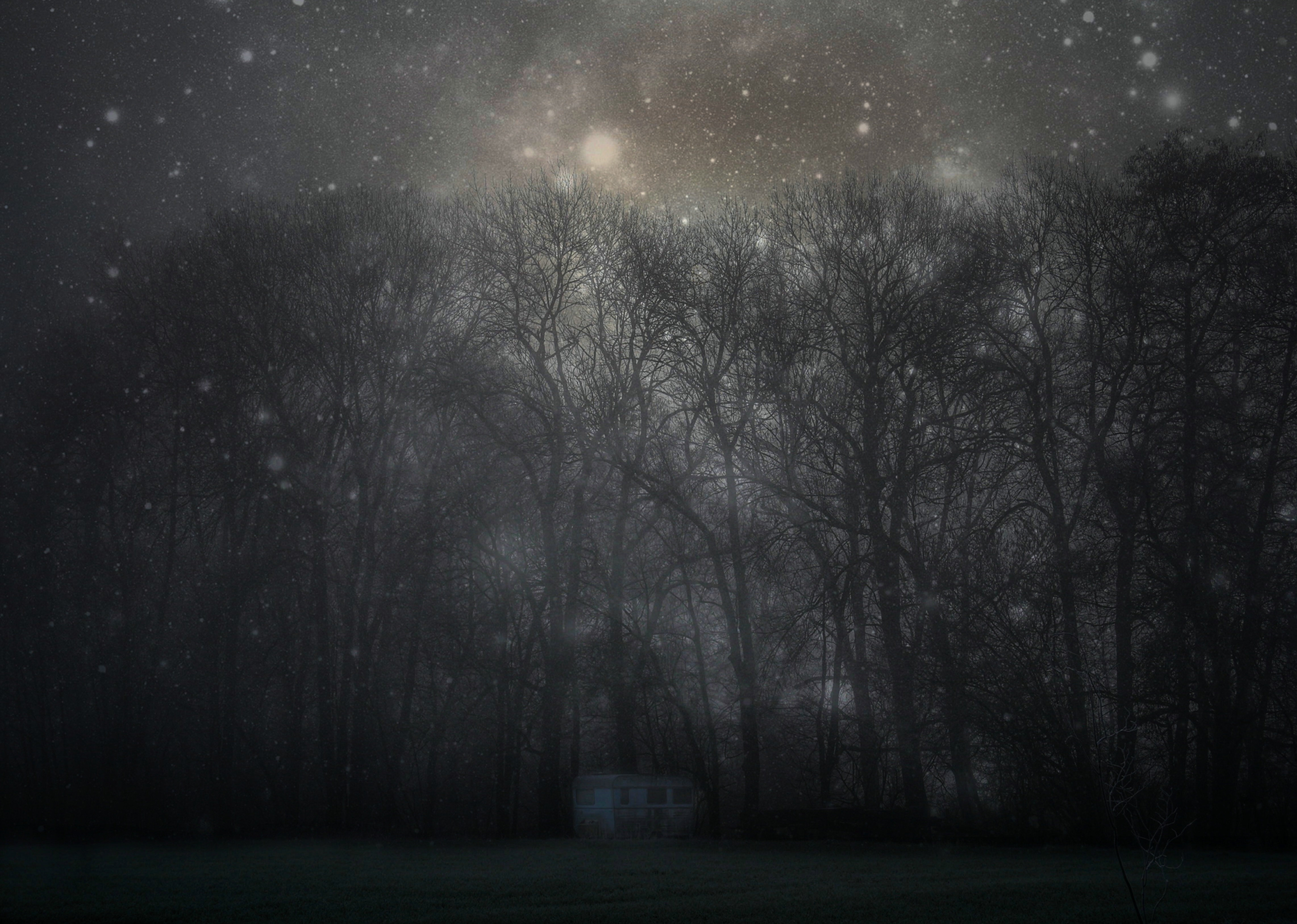 mystical, trees, night, dark, forest, fog, starry sky, mystic