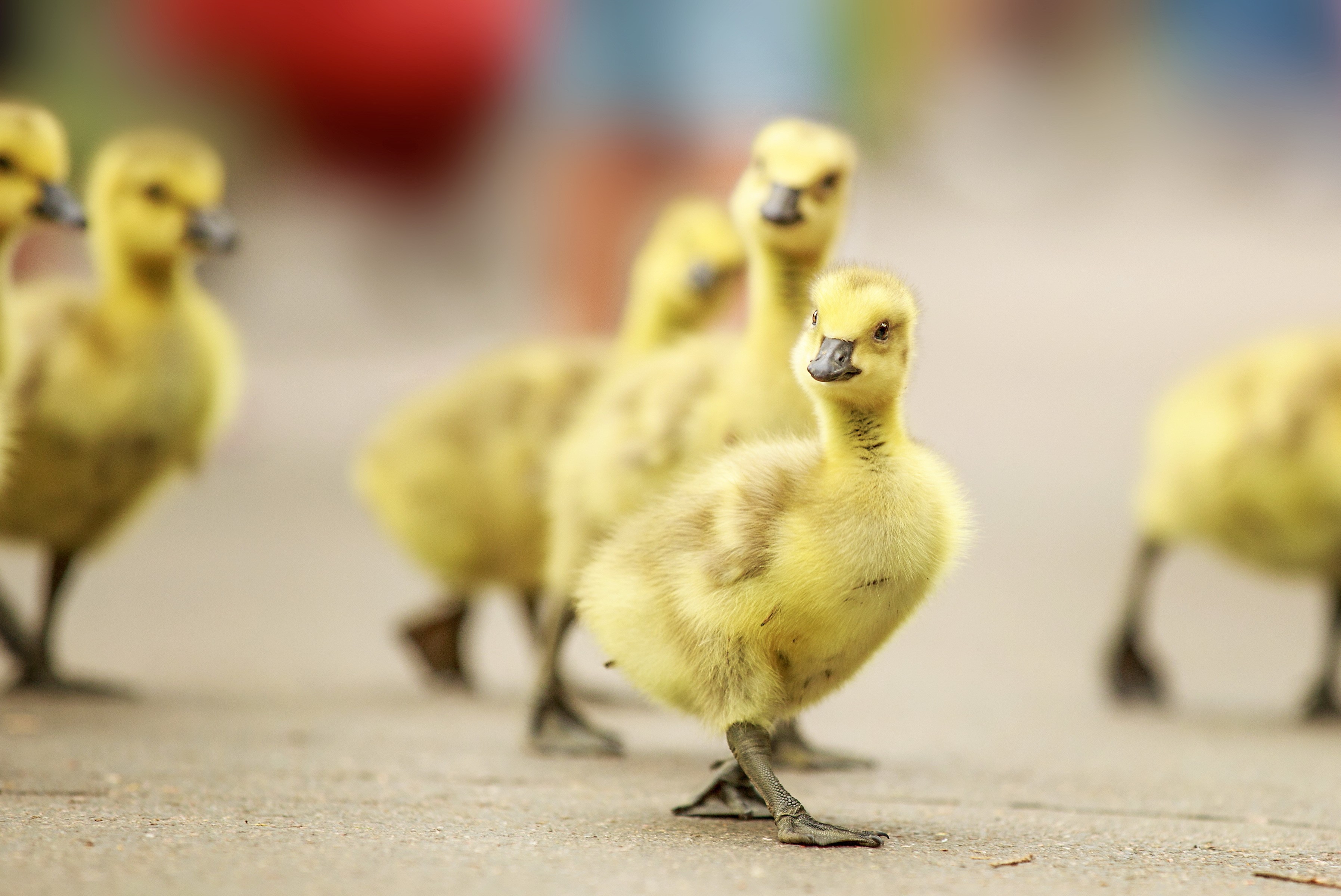 Download mobile wallpaper Birds, Animal, Duck, Duckling, Baby Animal for free.