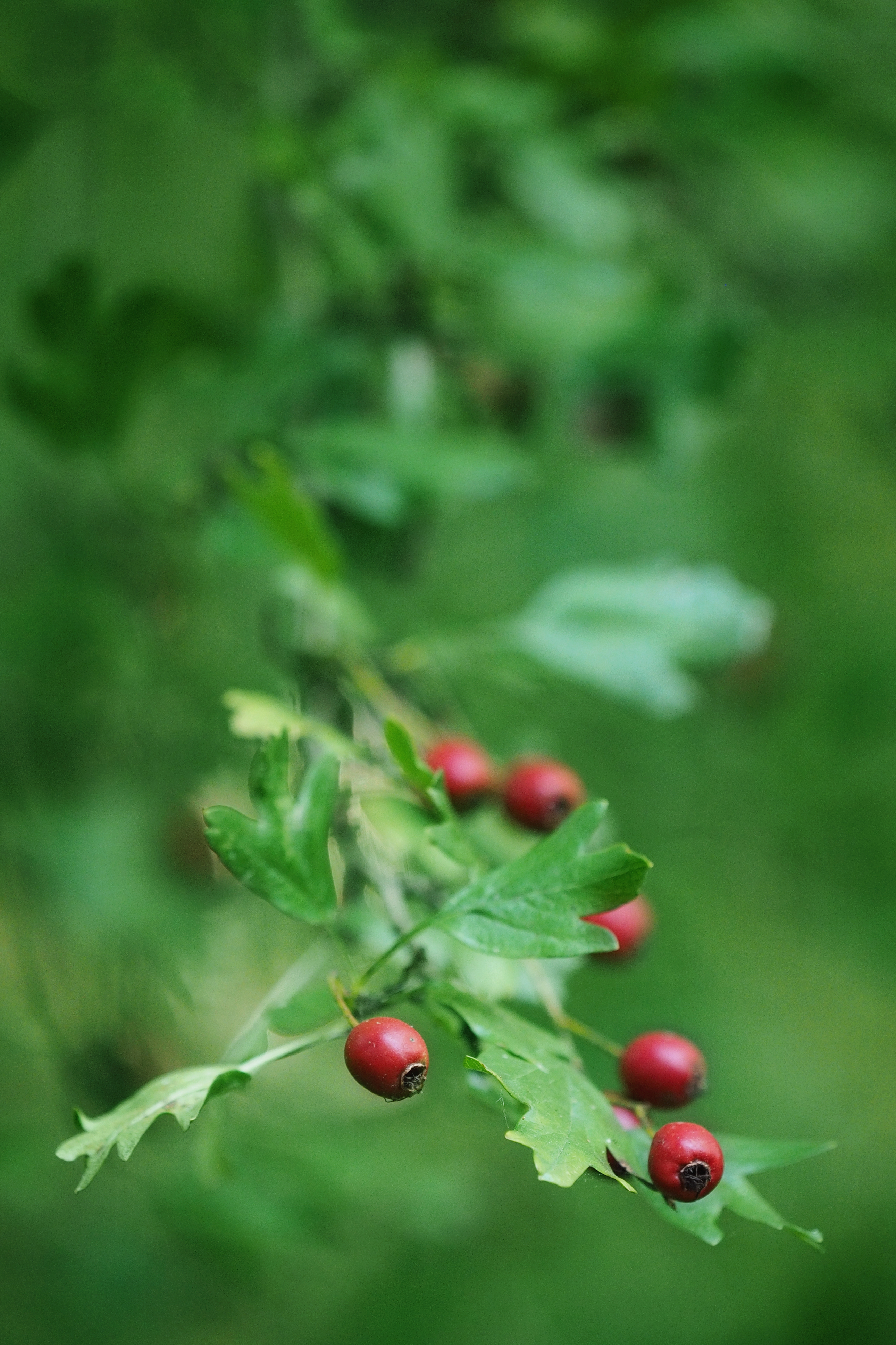 Download mobile wallpaper Branch, Briar, Berry, Leaves, Nature for free.