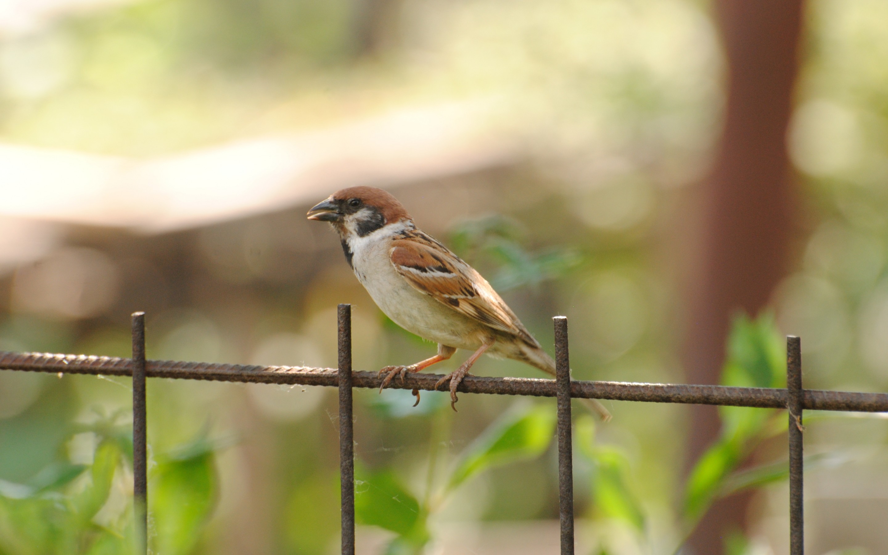 Download mobile wallpaper Sparrow, Bird, Birds, Animal for free.