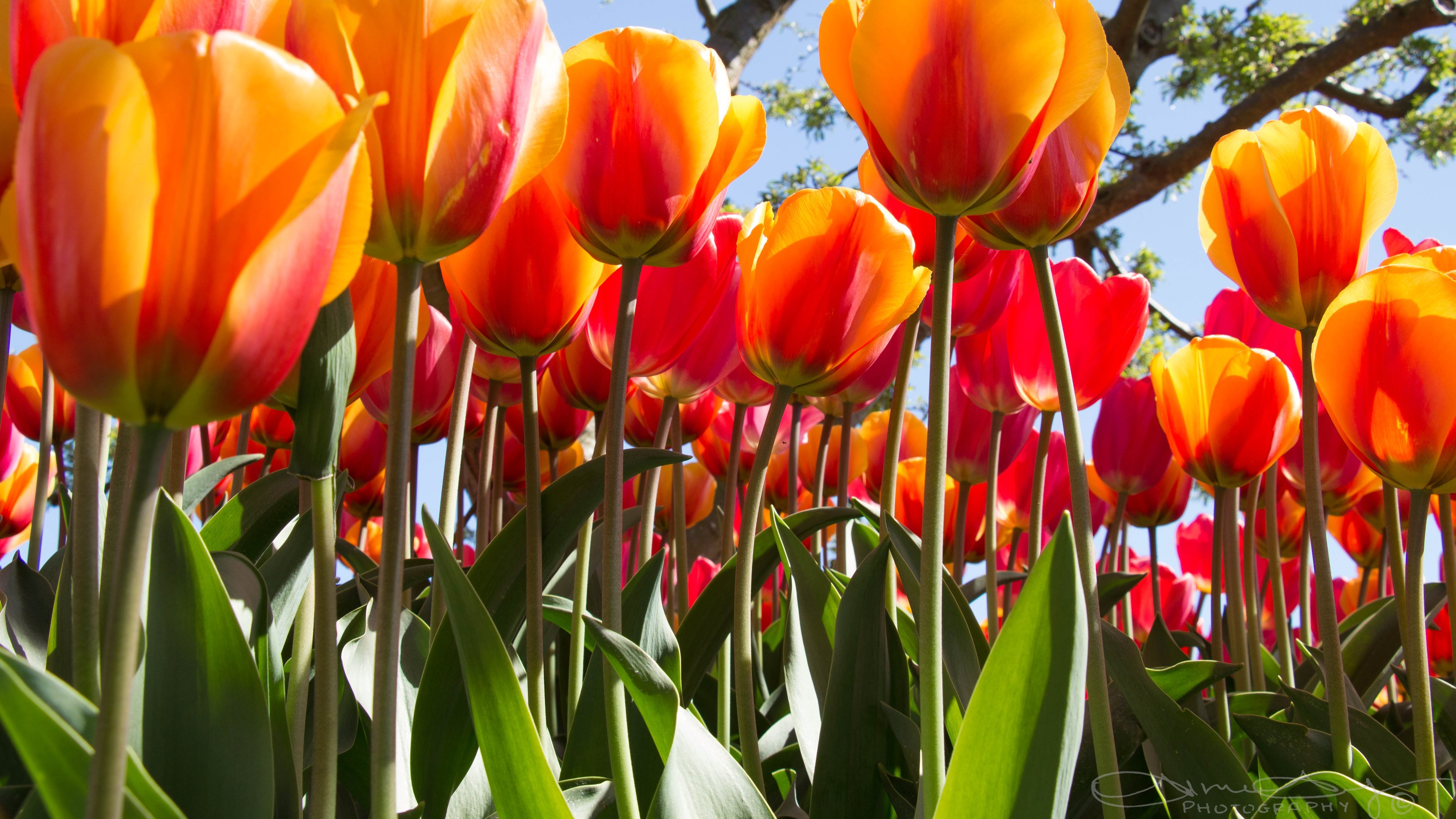 Téléchargez gratuitement l'image Fleurs, Fleur, Tulipe, Terre/nature, Fleur D'oranger sur le bureau de votre PC