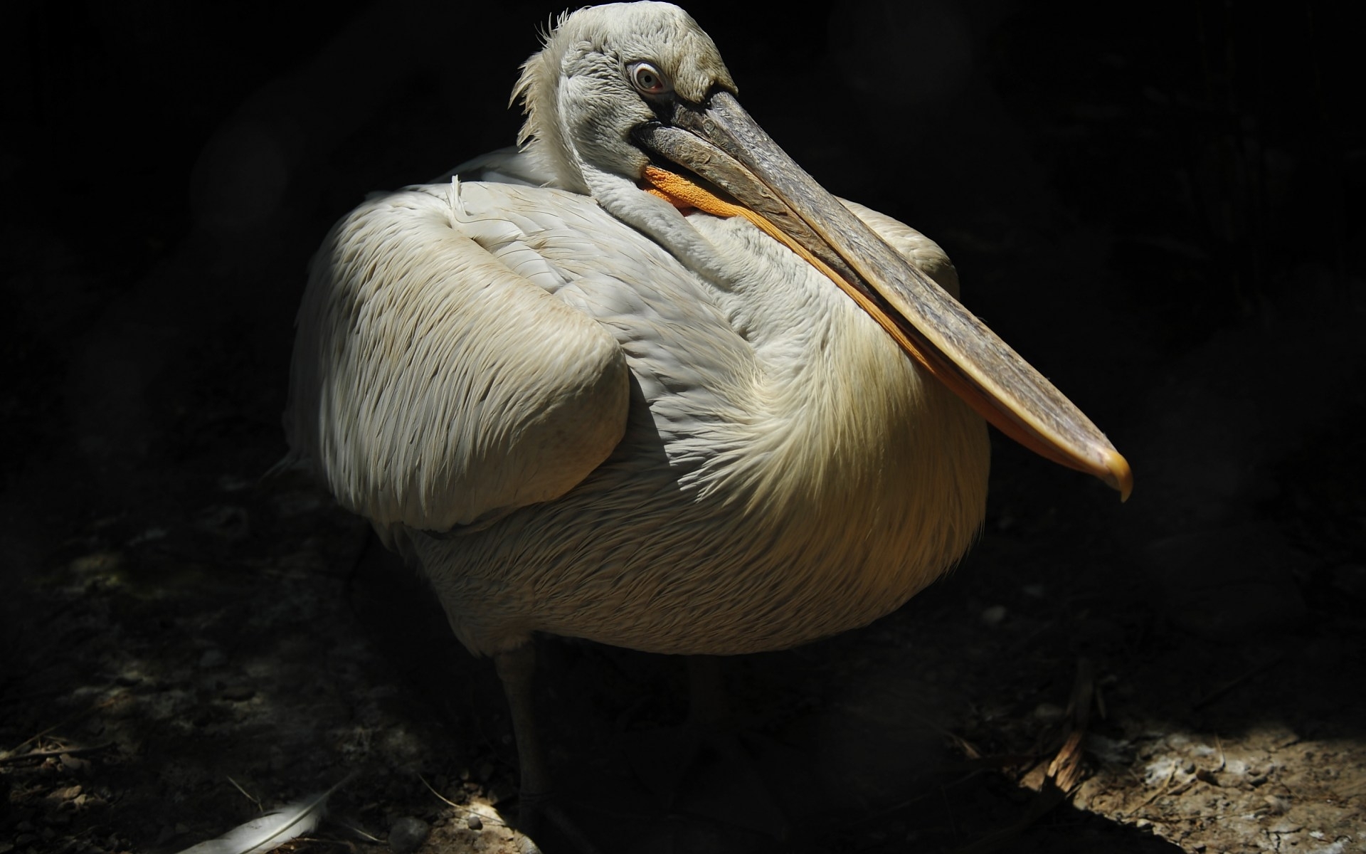 292463 baixar papel de parede animais, pelicano, aves - protetores de tela e imagens gratuitamente