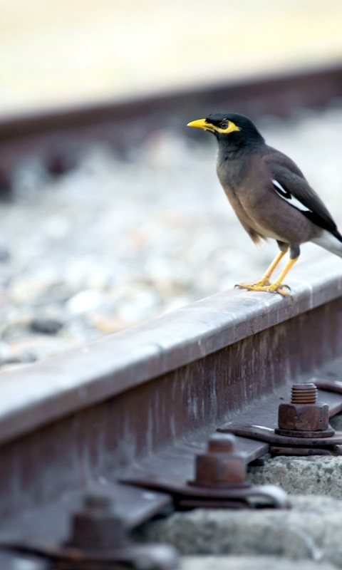 Download mobile wallpaper Birds, Animal, Railroad, Myna for free.