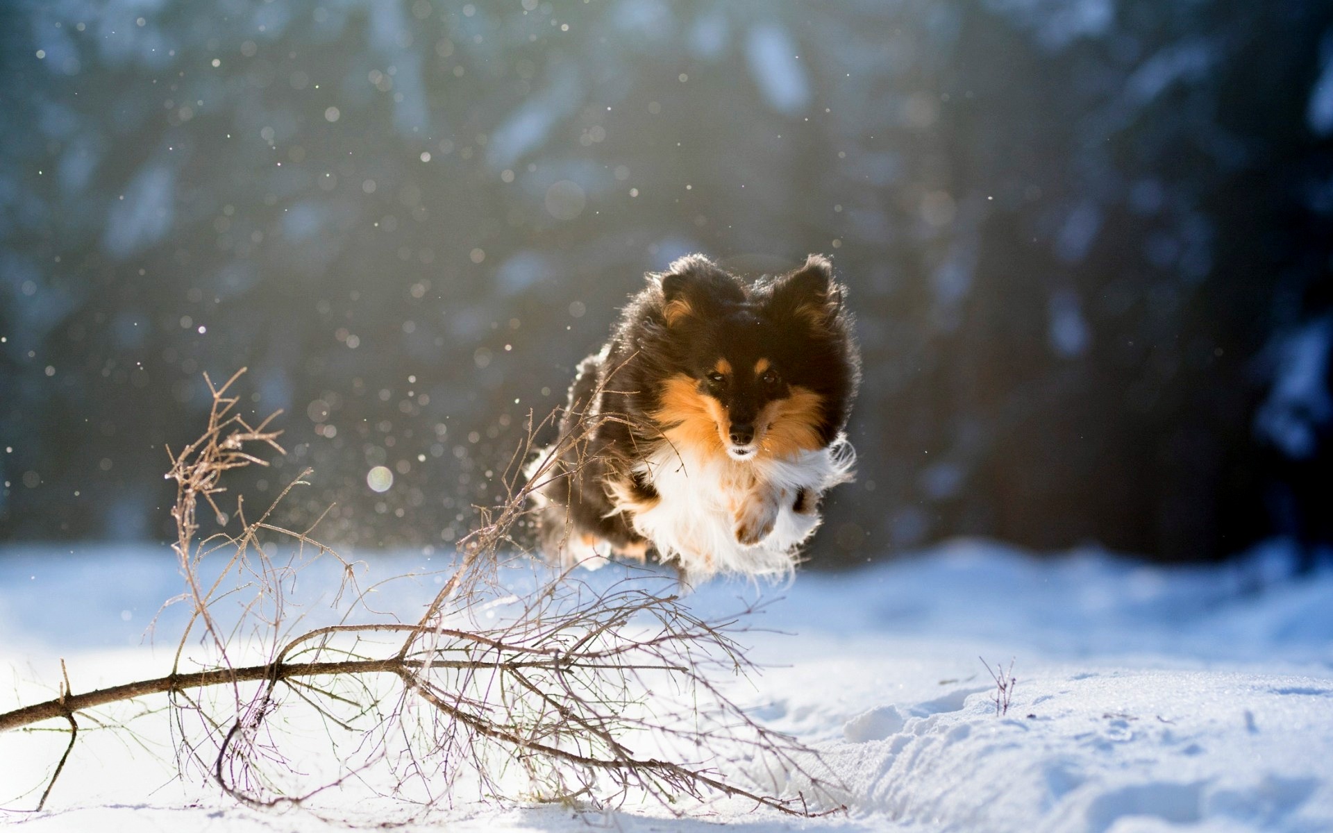 無料モバイル壁紙動物, 冬, 雪, 犬, シェットランド・シープドッグをダウンロードします。