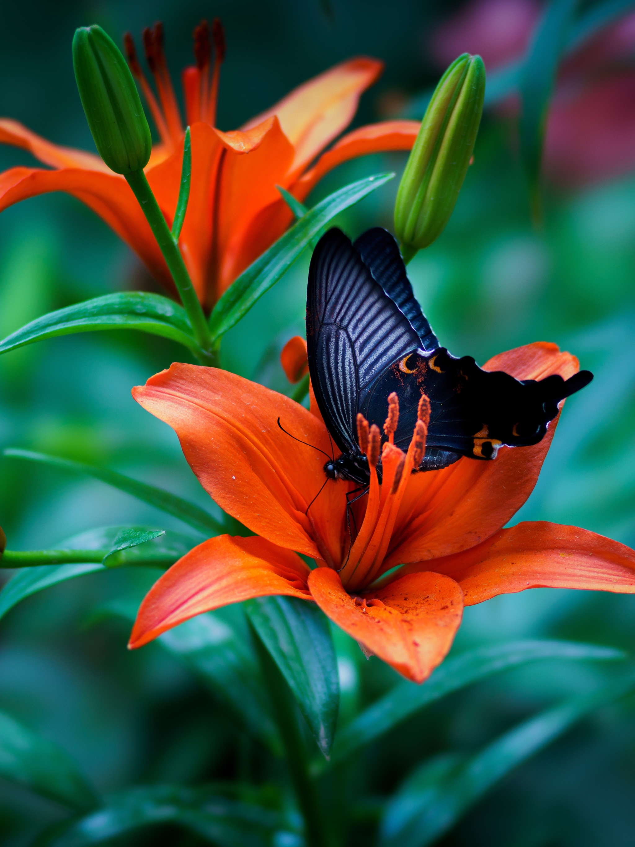 Handy-Wallpaper Tiere, Schmetterlinge, Blume, Makro, Insekt, Lilie, Orangene Blume kostenlos herunterladen.