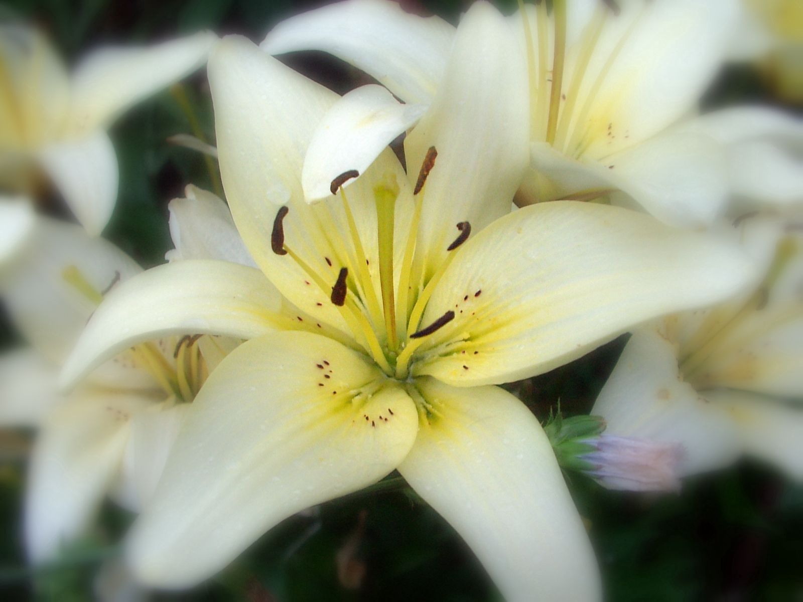 Download mobile wallpaper Stamens, Close Up, Flower, Petals, Flowers, Lily for free.