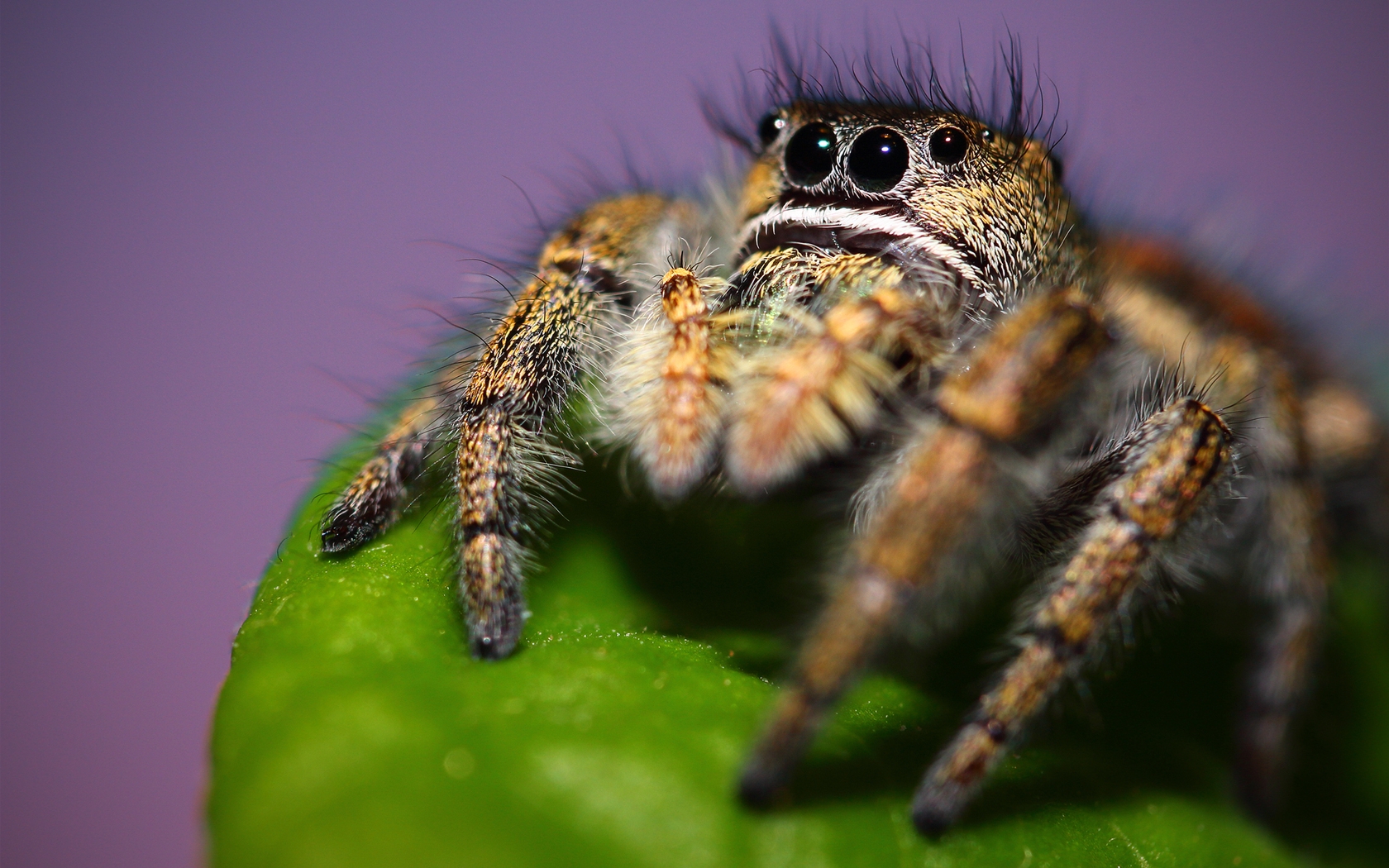 Free download wallpaper Spiders, Animal, Spider, Jumping Spider on your PC desktop