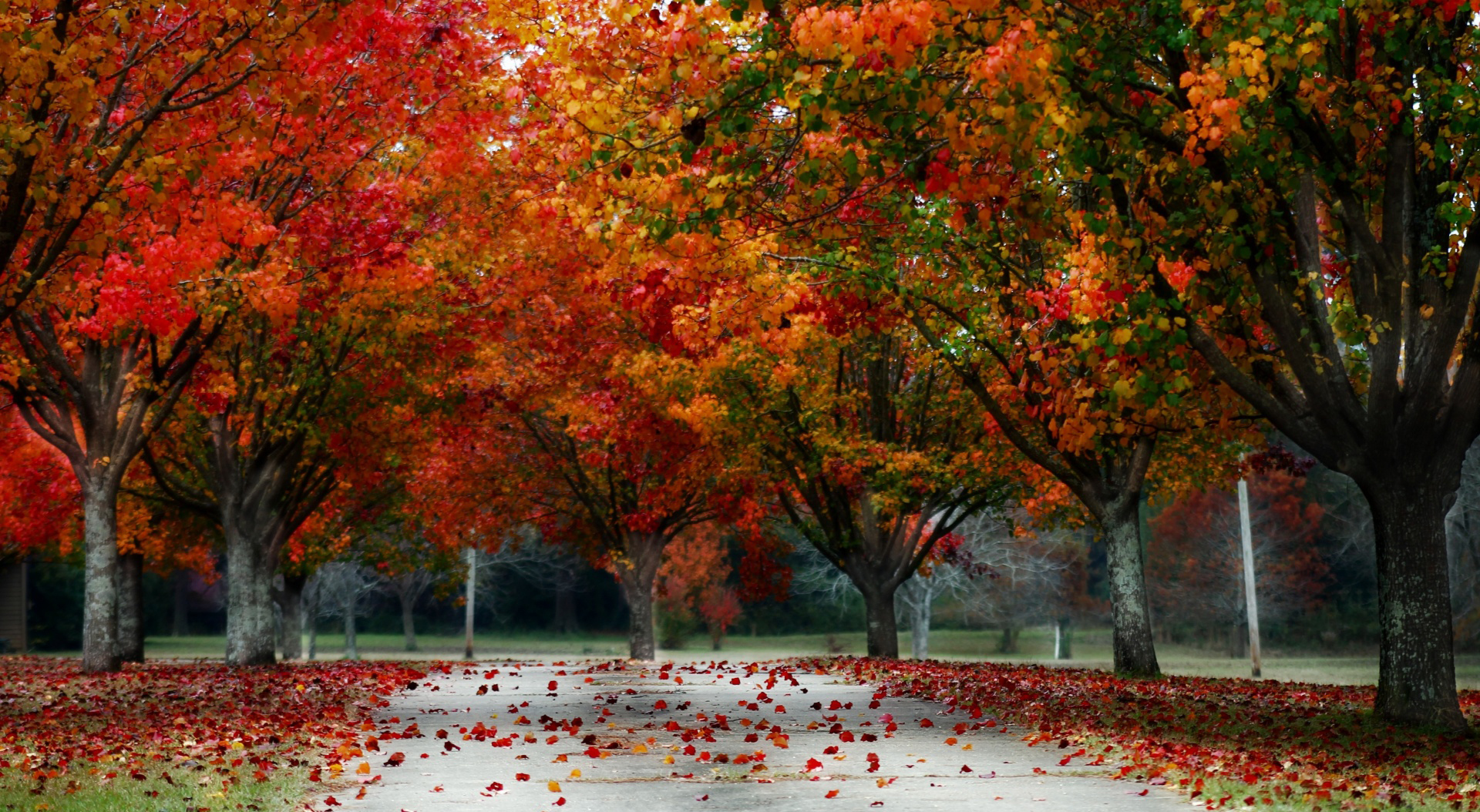 Descarga gratuita de fondo de pantalla para móvil de Otoño, Parque, Árbol, Hoja, Tierra, Fotografía.