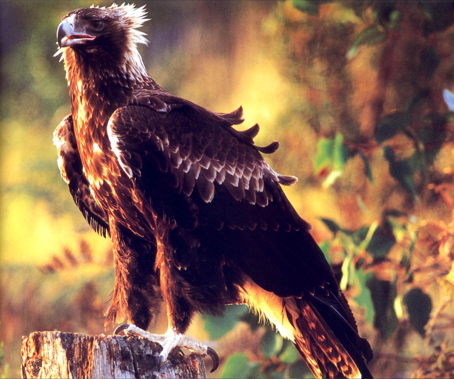 Descarga gratuita de fondo de pantalla para móvil de Águila De Cola De Cuña, Ave, Aves, Animales.