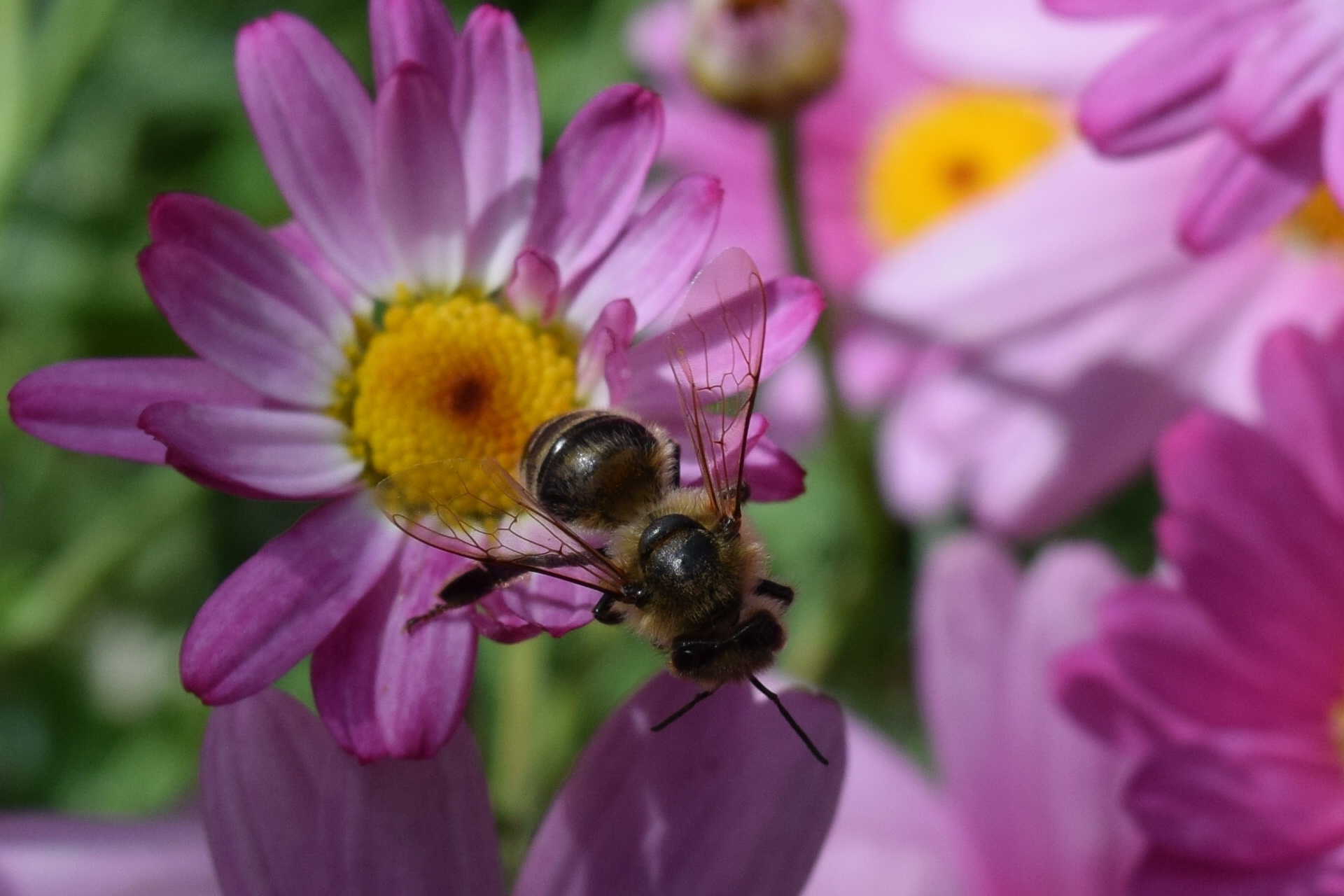 Скачать обои бесплатно Пчела, Насекомое, Макро, Цветок картинка на рабочий стол ПК
