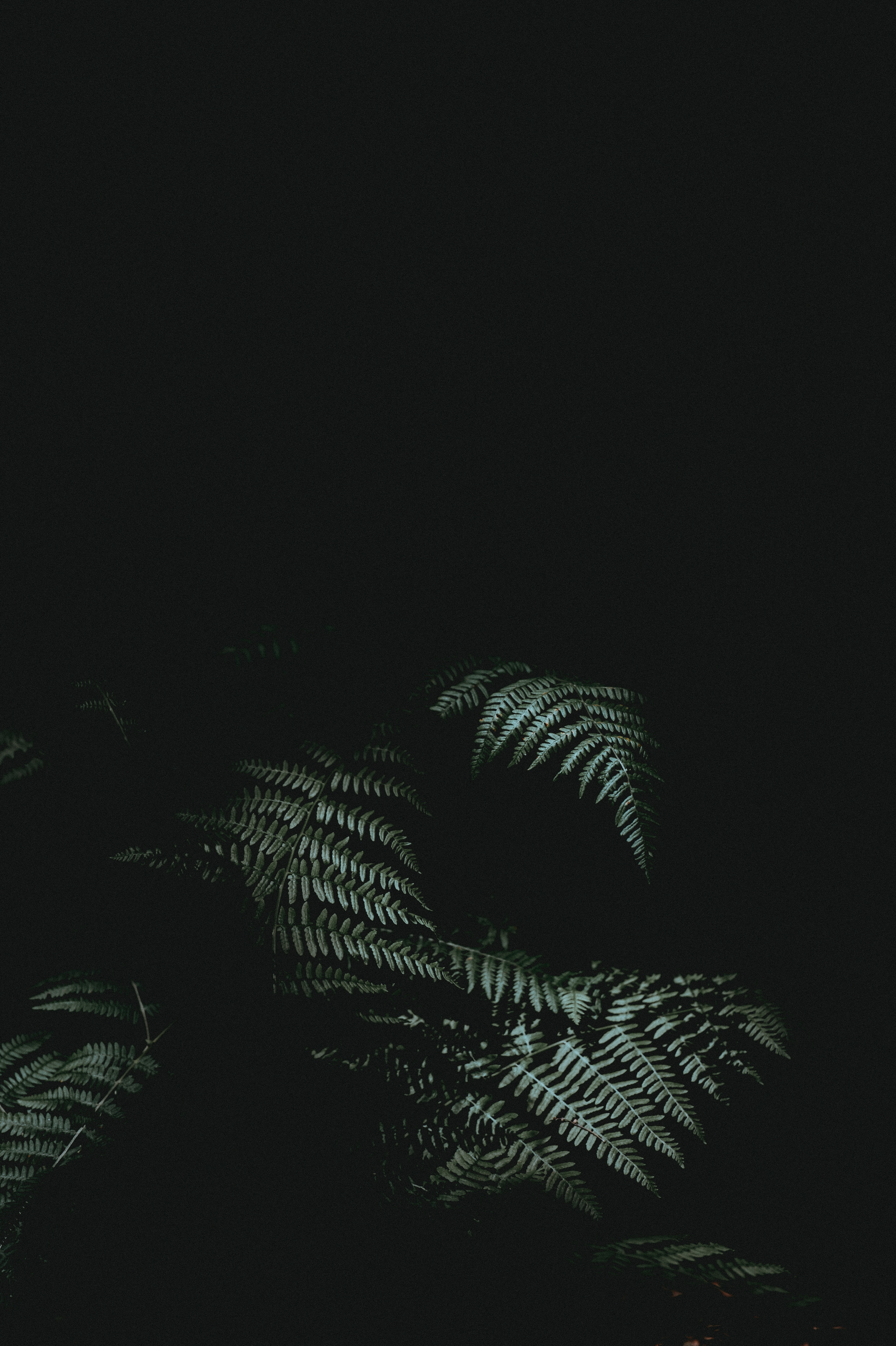 Free download wallpaper Darkness, Plant, Leaves, Dark, Fern on your PC desktop