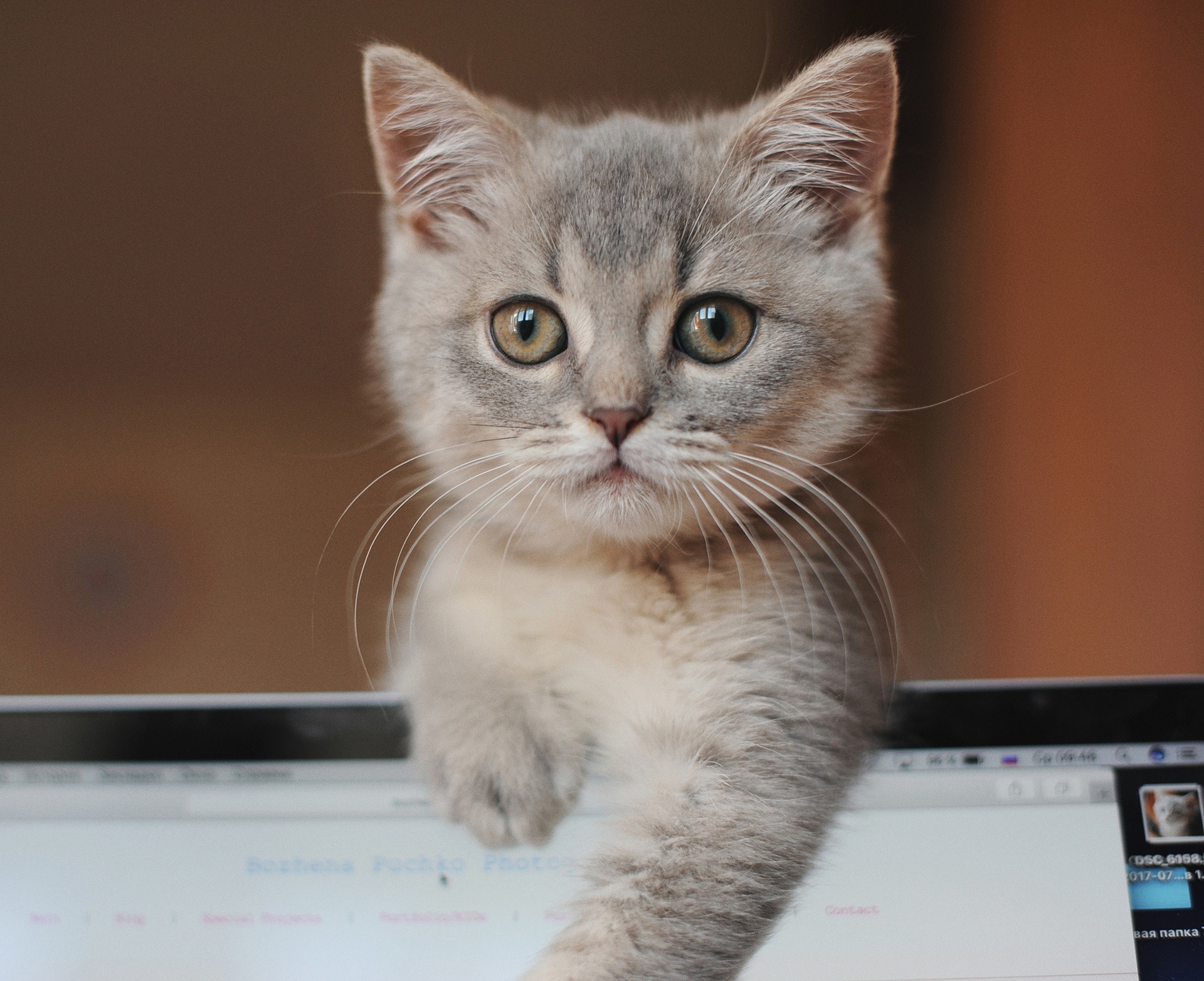 Descarga gratuita de fondo de pantalla para móvil de Animales, Gatos, Gato, Gatito, Bebe Animal.