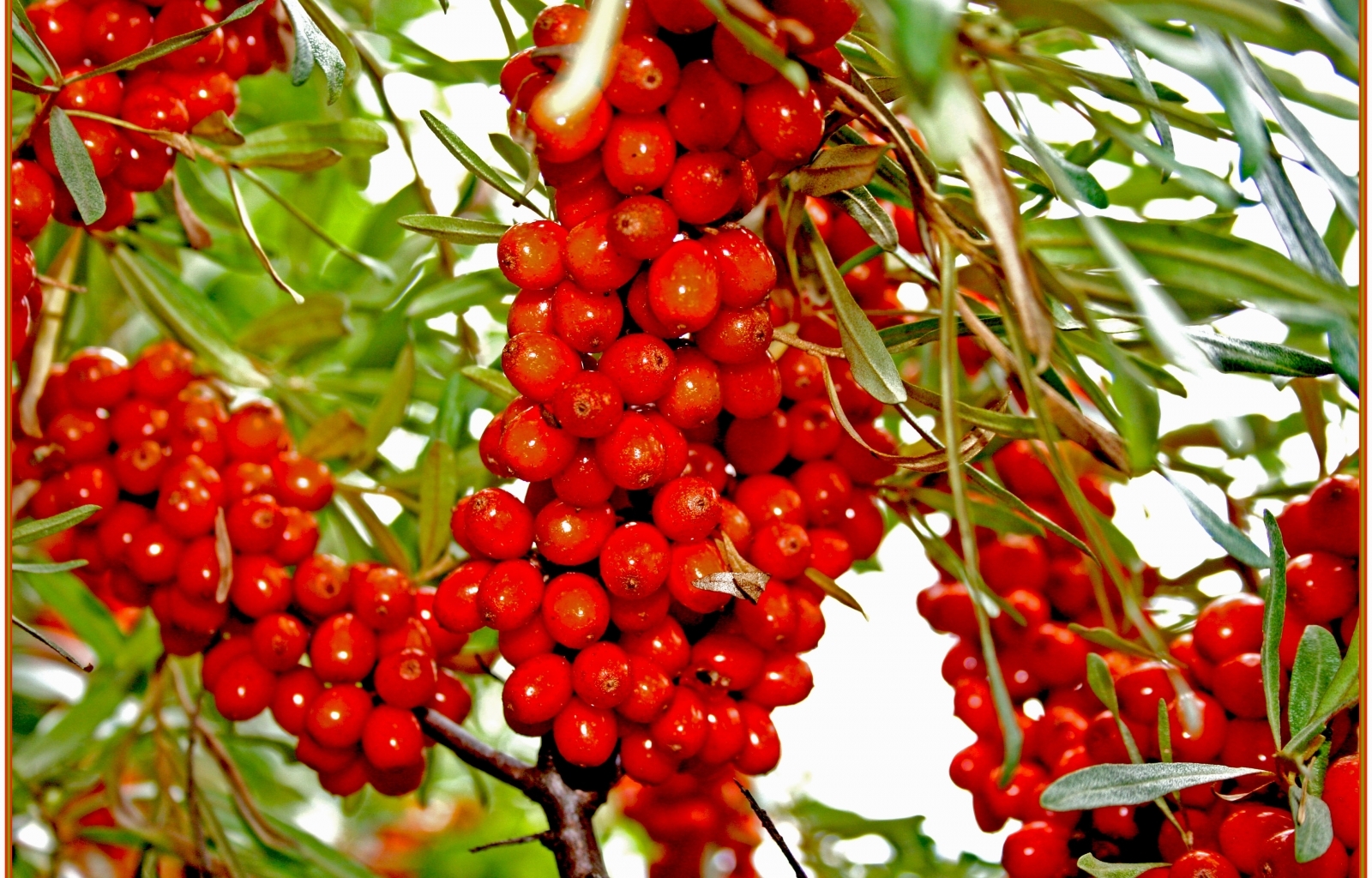 Laden Sie das Obst, Lebensmittel, Berries, Pflanzen-Bild kostenlos auf Ihren PC-Desktop herunter