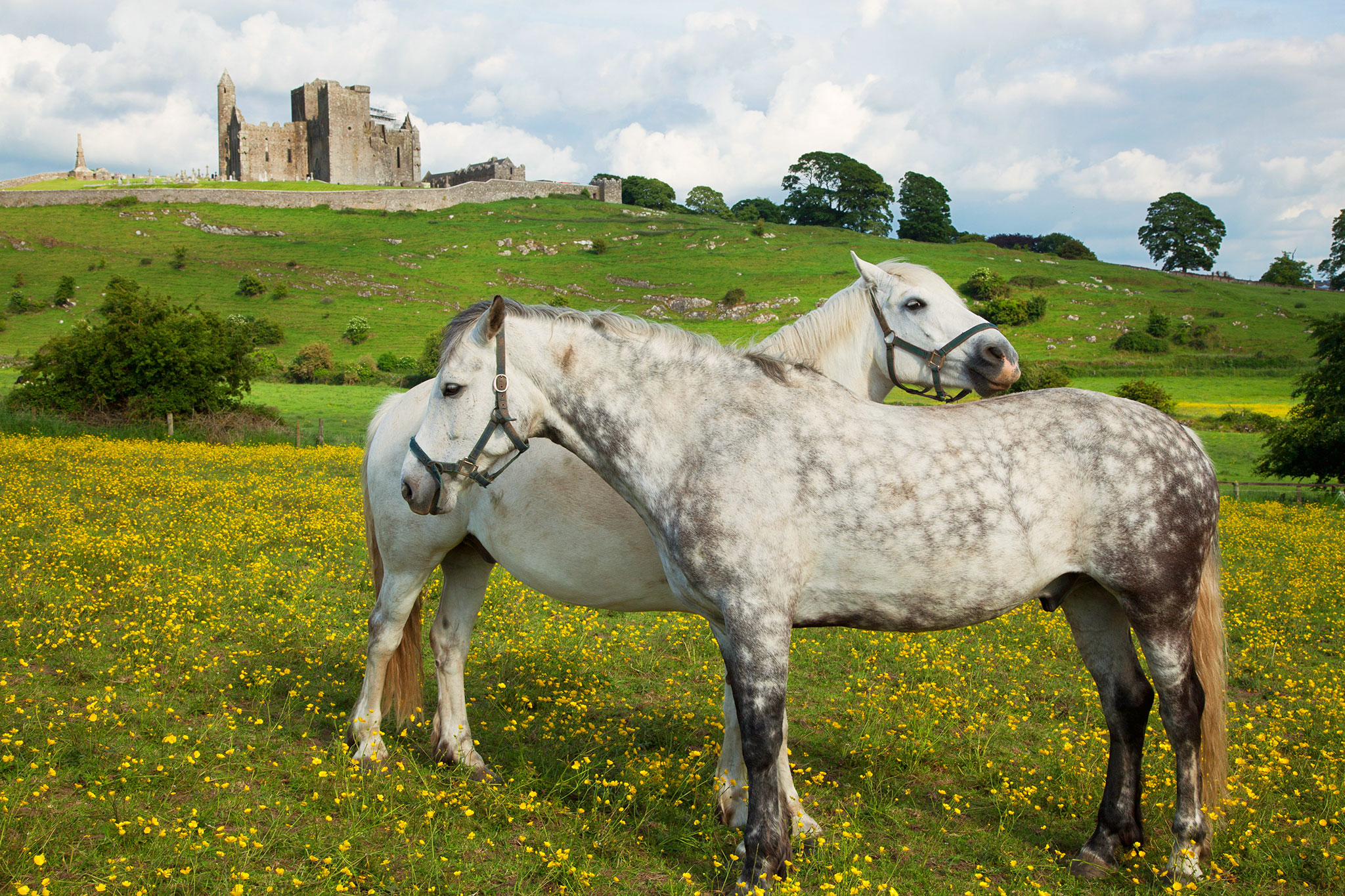 Téléchargez des papiers peints mobile Animaux, Cheval gratuitement.