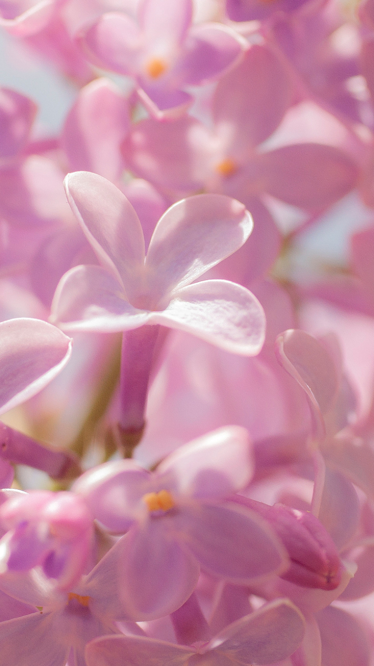 無料モバイル壁紙フラワーズ, 花, 大きい, 地球, ピンクの花をダウンロードします。