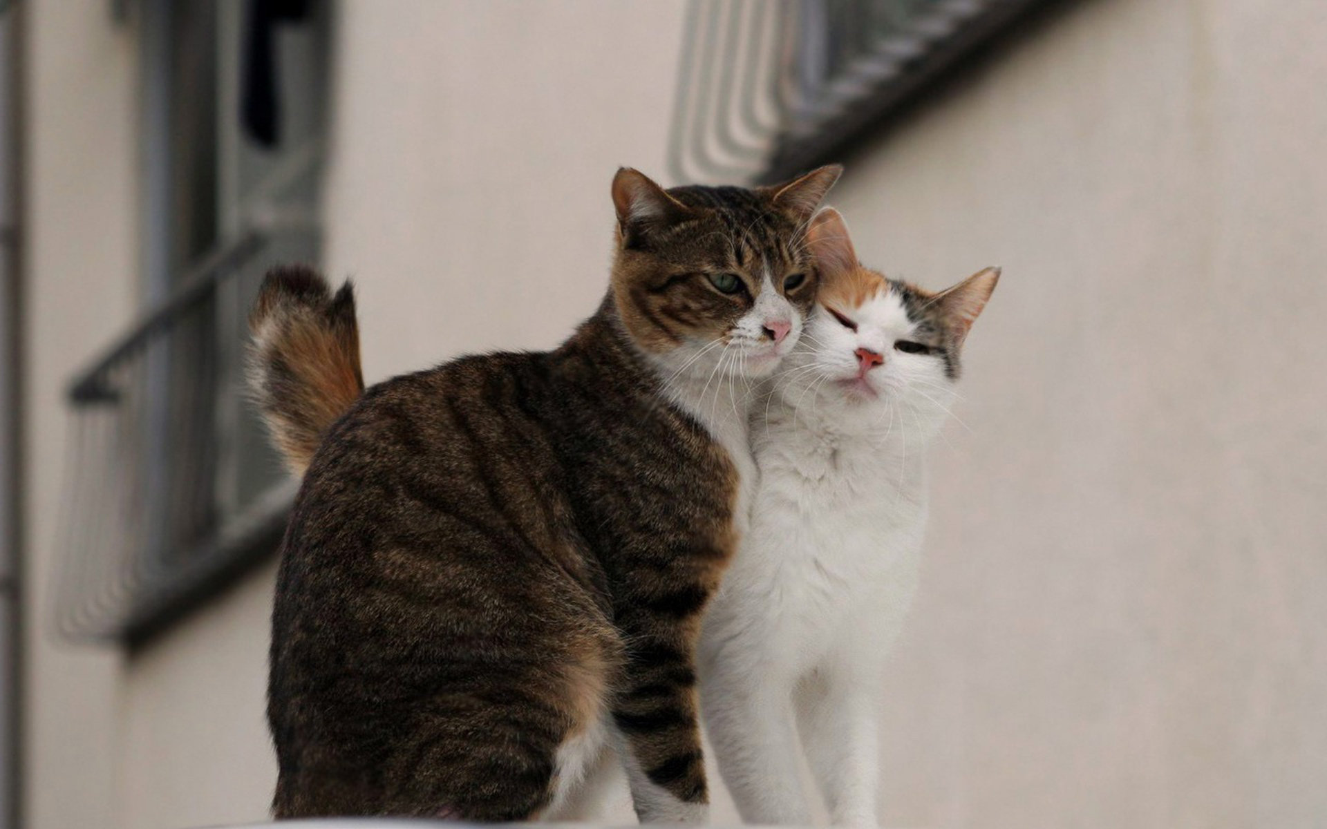 Baixe gratuitamente a imagem Animais, Gatos, Gato na área de trabalho do seu PC