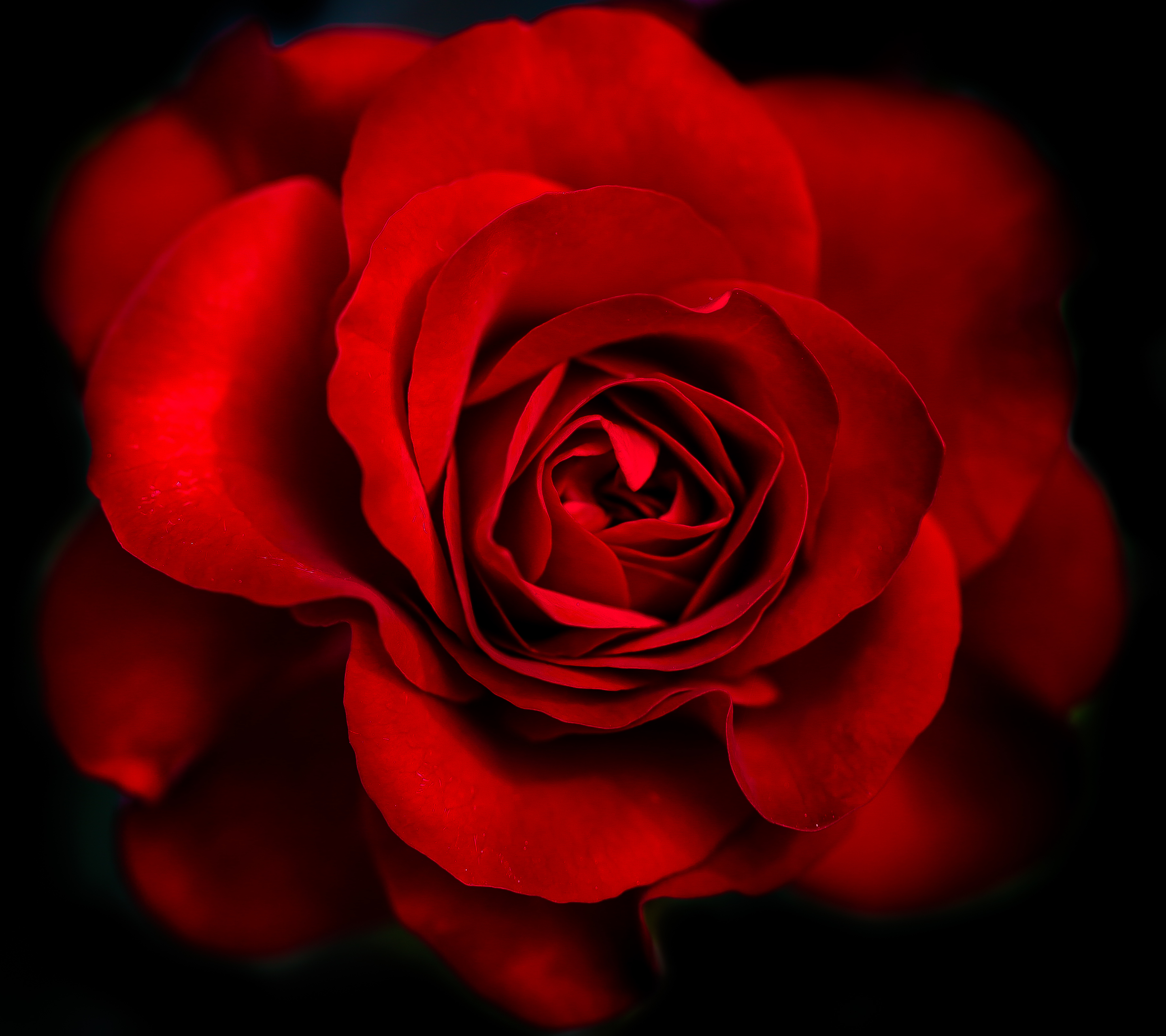 Free download wallpaper Flowers, Flower, Rose, Close Up, Earth, Red Rose, Red Flower on your PC desktop