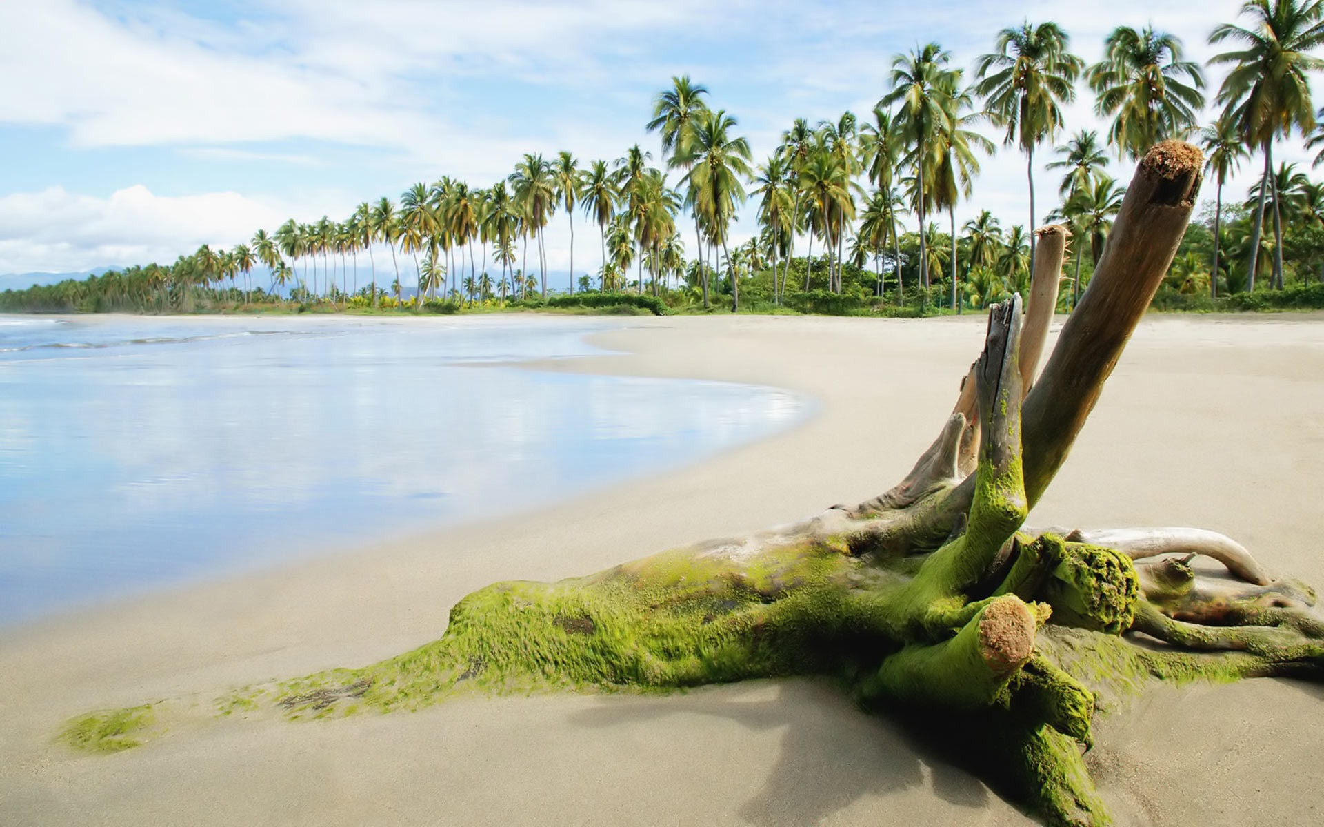 578772 скачать картинку пляж, тропический, земля/природа, коряги, пальмы - обои и заставки бесплатно