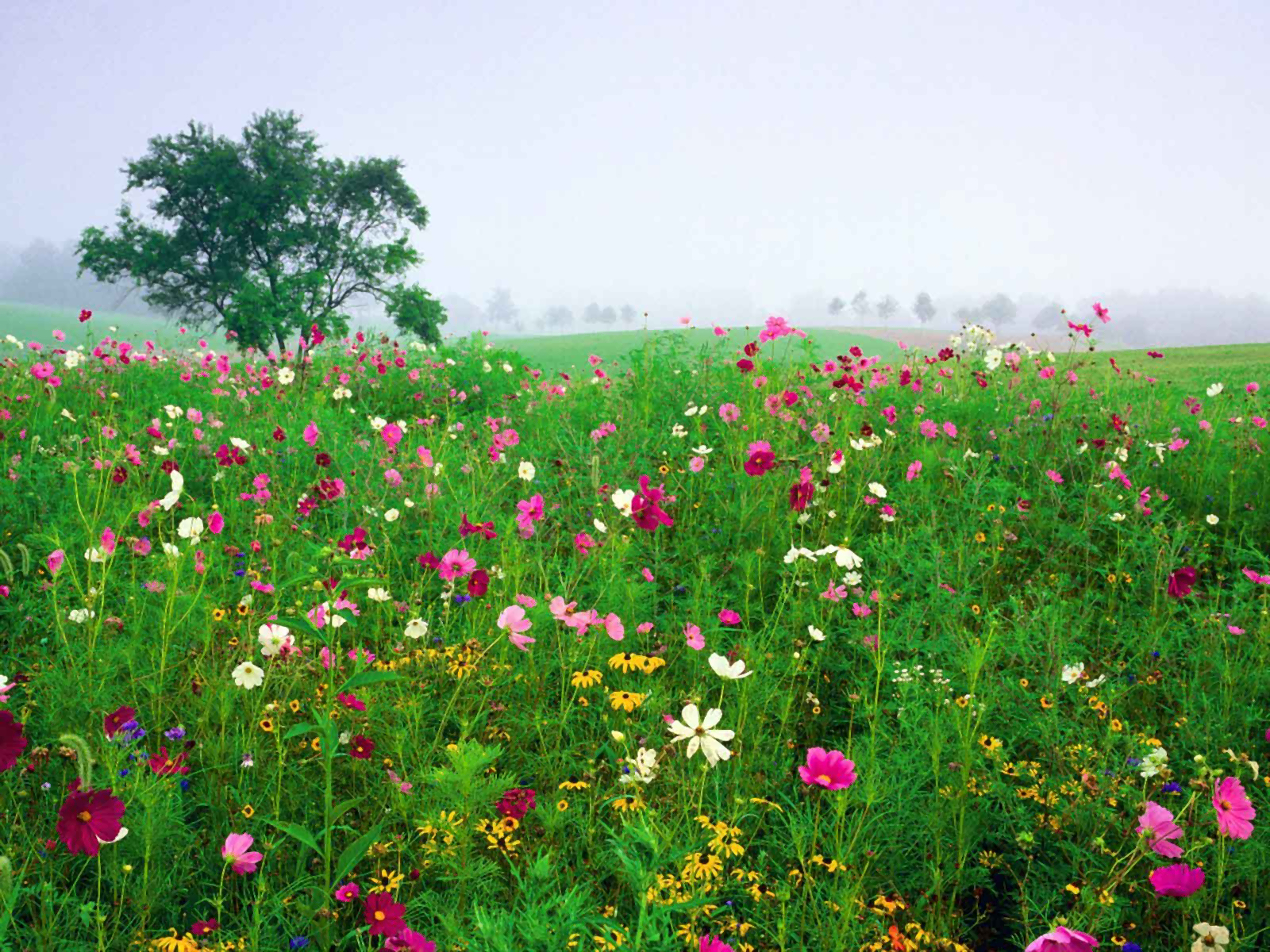 Download mobile wallpaper Flower, Earth, Field, Spring for free.