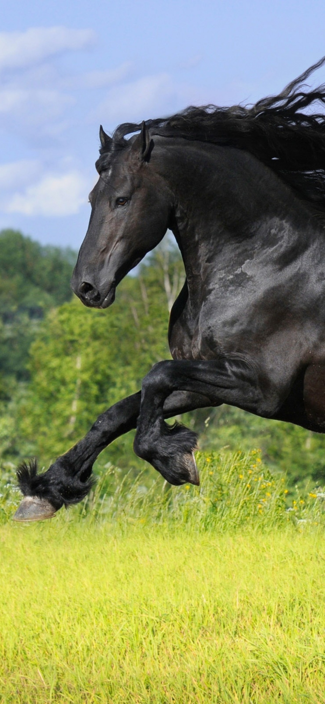 1409651 Hintergrundbild herunterladen tiere, friesisches pferd - Bildschirmschoner und Bilder kostenlos