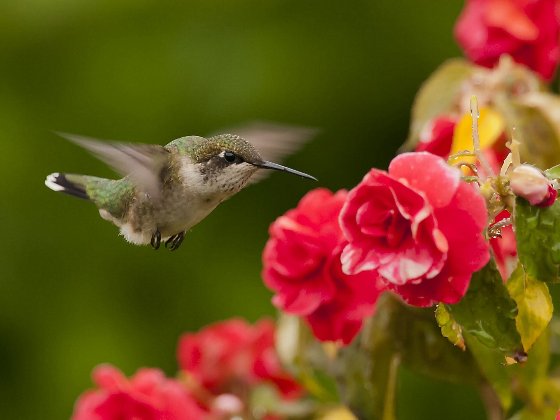 Handy-Wallpaper Kolibri, Vögel, Tiere kostenlos herunterladen.