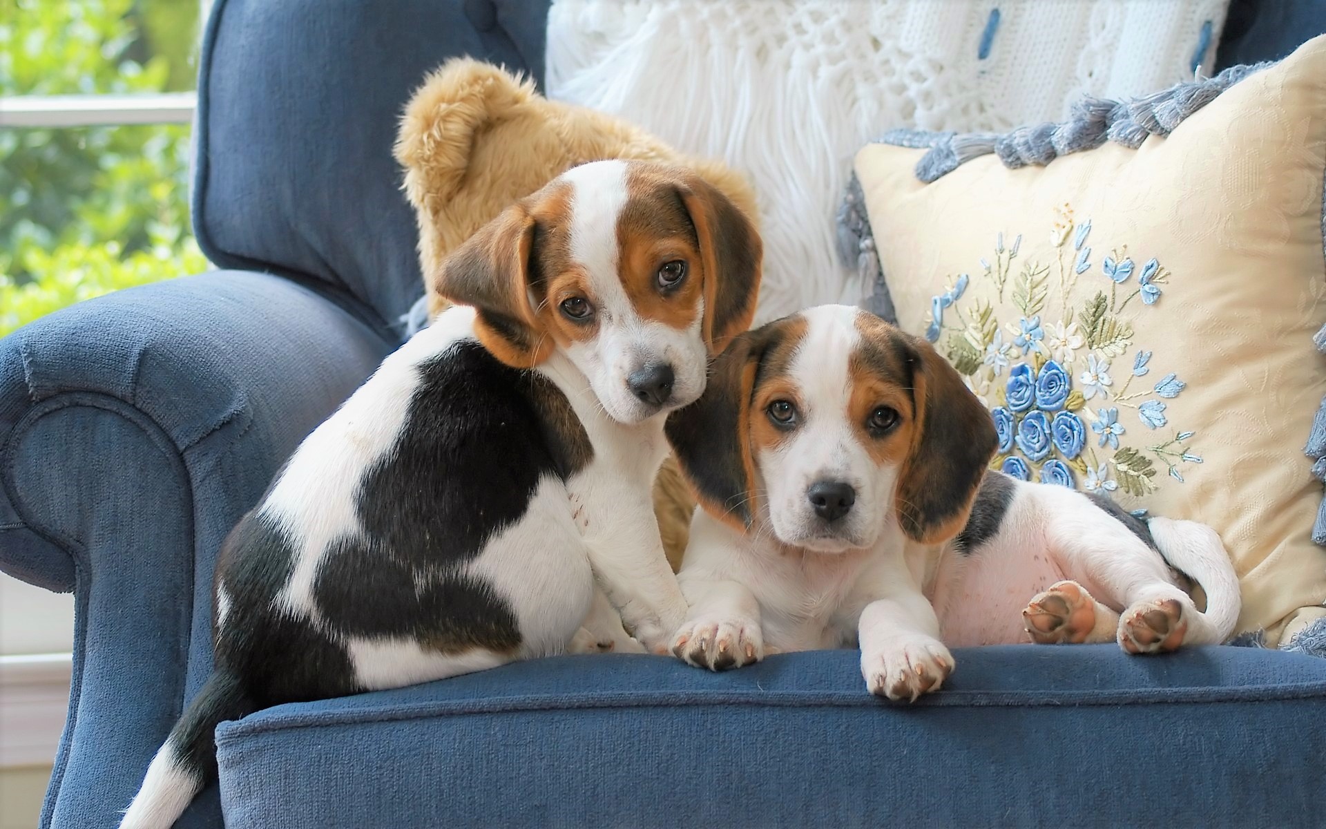 Free download wallpaper Dogs, Chair, Dog, Animal, Cute, Beagle on your PC desktop