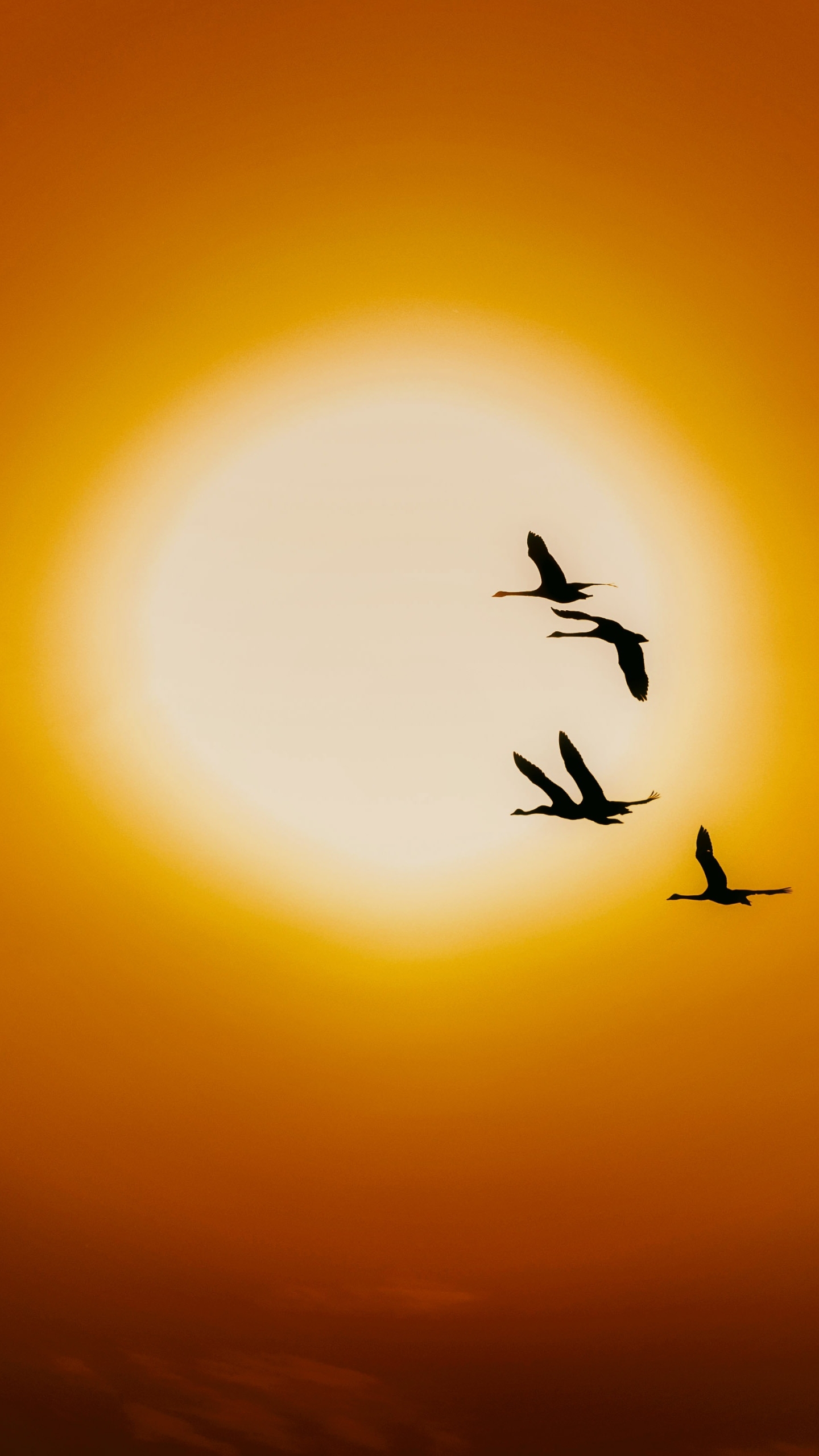 無料モバイル壁紙動物, 鳥, 白鳥, 太陽をダウンロードします。