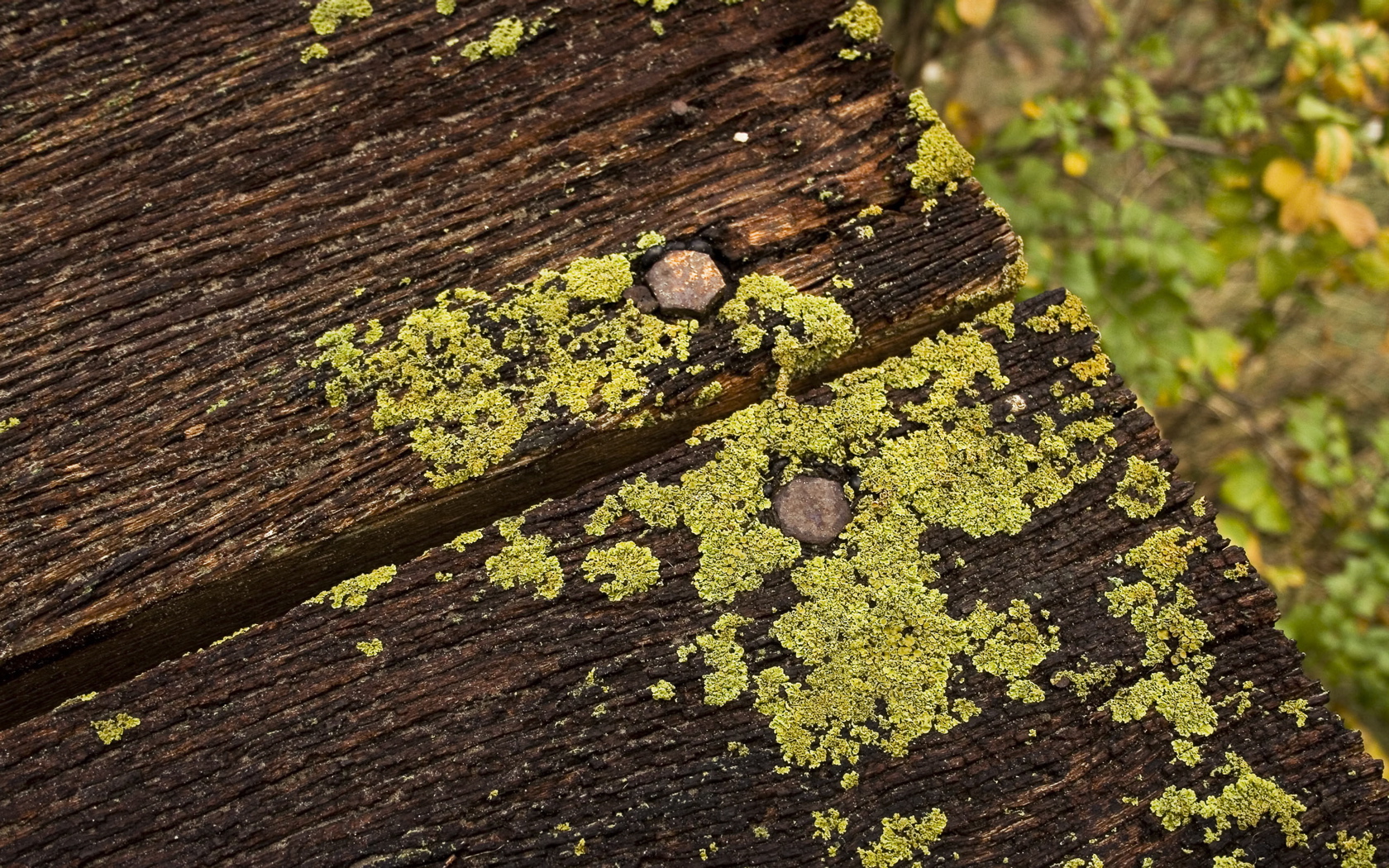 earth, moss, lichen