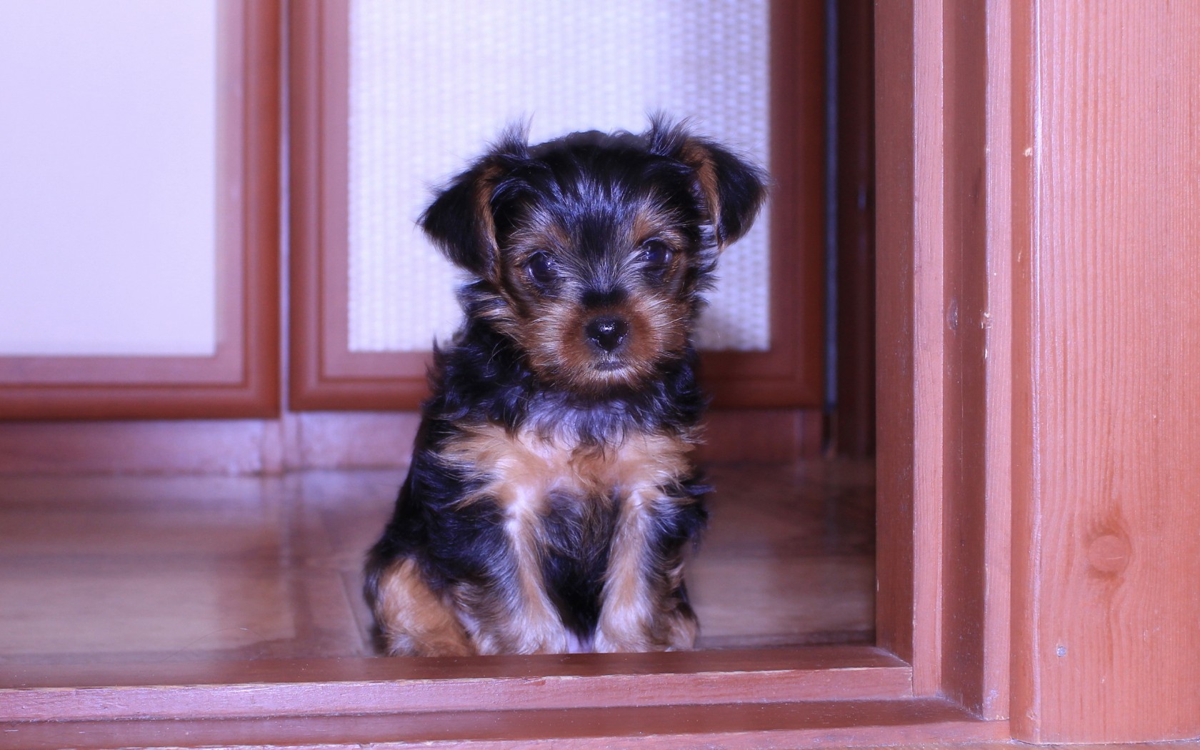 無料モバイル壁紙犬, 動物をダウンロードします。