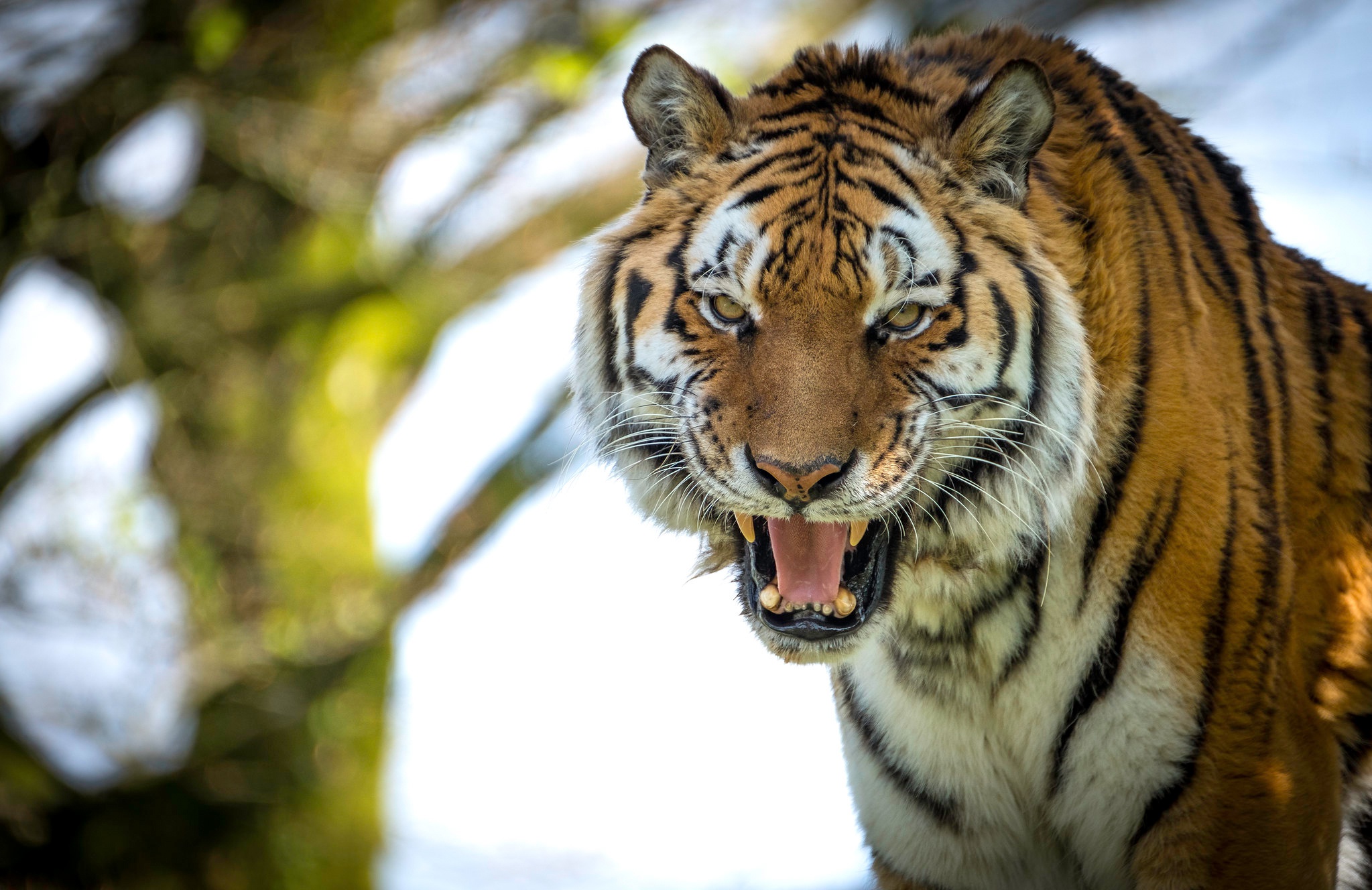 476344 baixar papel de parede animais, tigre, rugido, gatos - protetores de tela e imagens gratuitamente