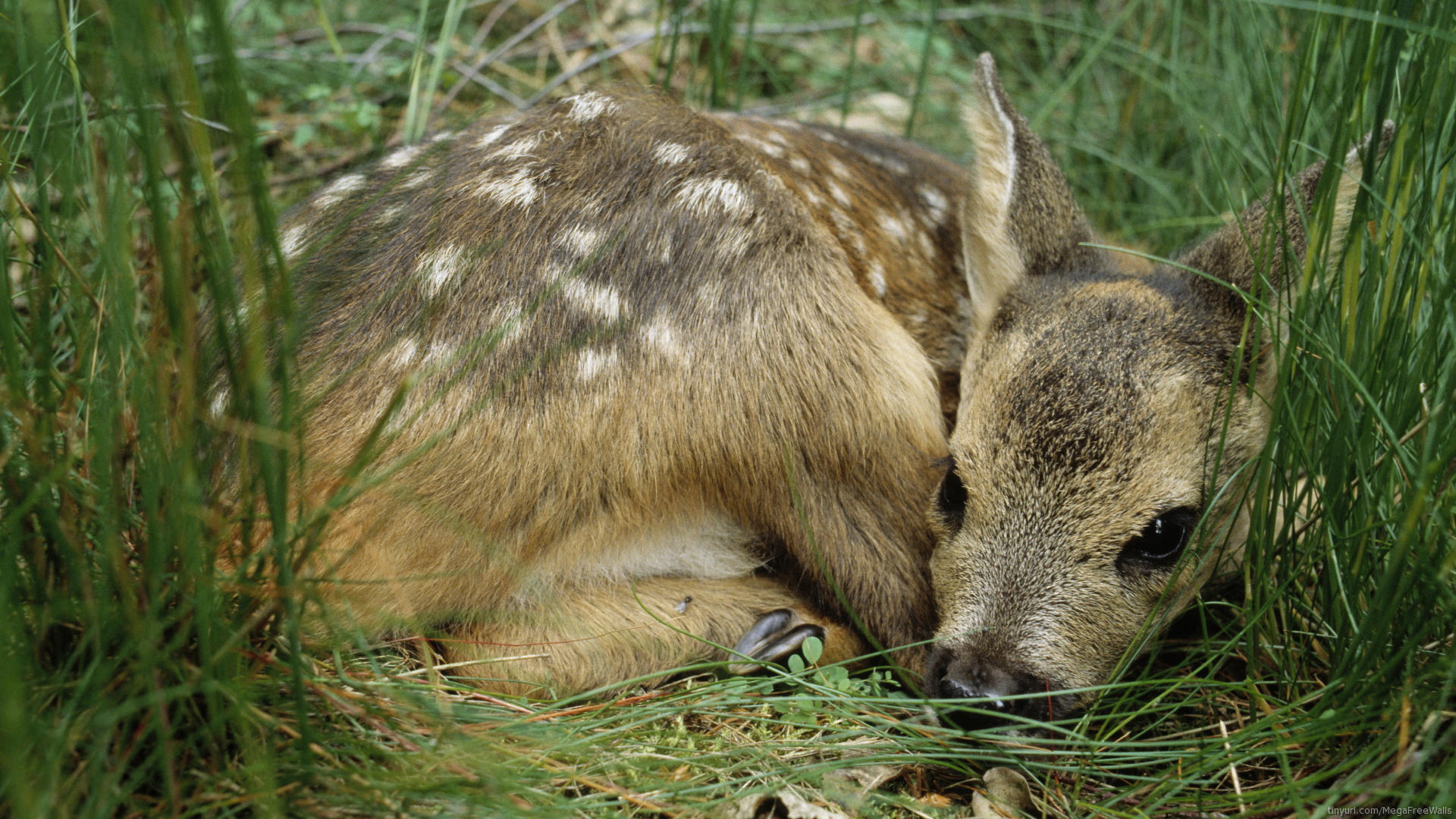 Download mobile wallpaper Animal, Deer, Baby, Baby Animal for free.
