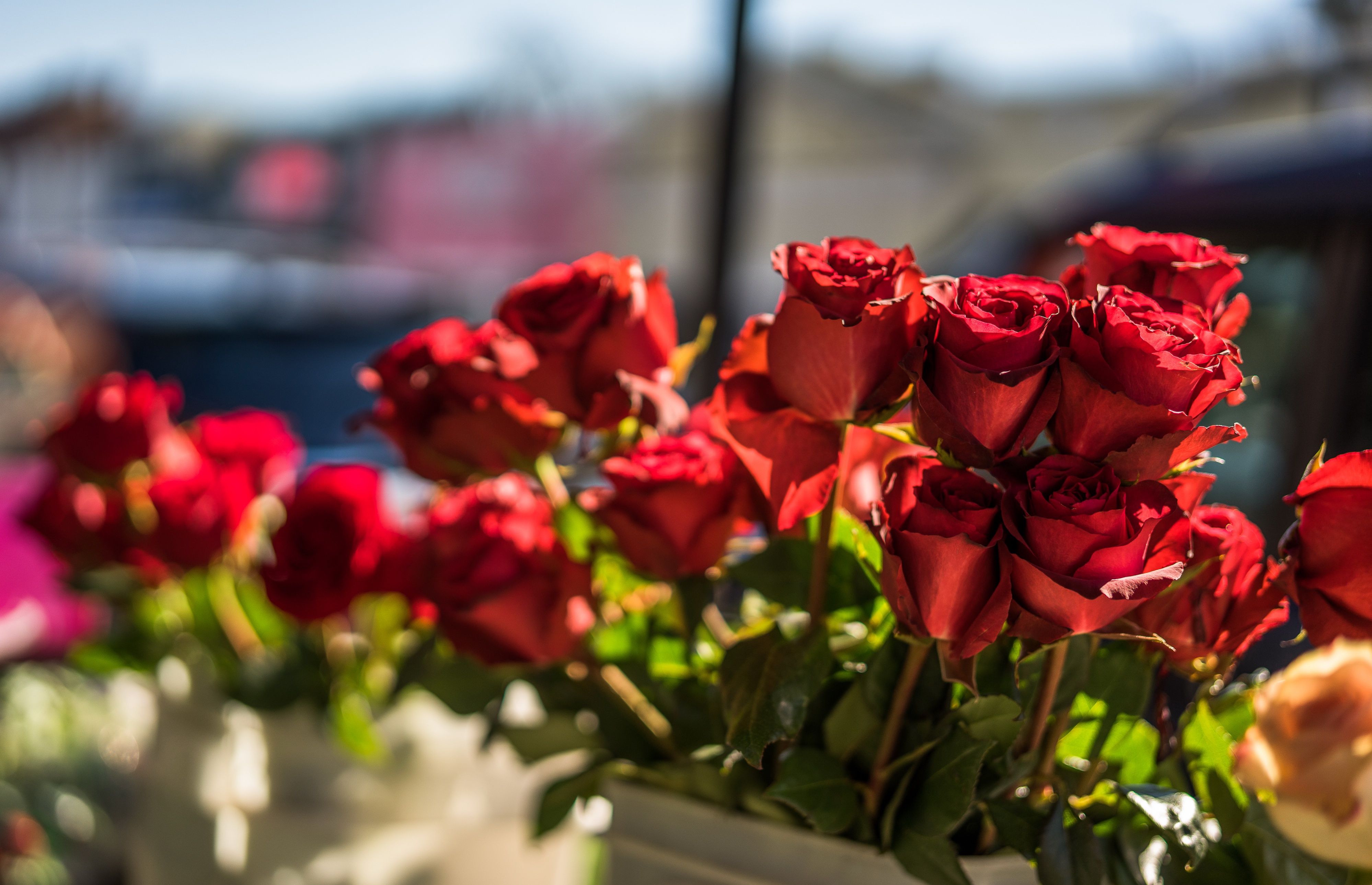 Descarga gratuita de fondo de pantalla para móvil de Rosa, Flor, Rosa Roja, Flor Roja, Hecho Por El Hombre, Profundidad De Campo.