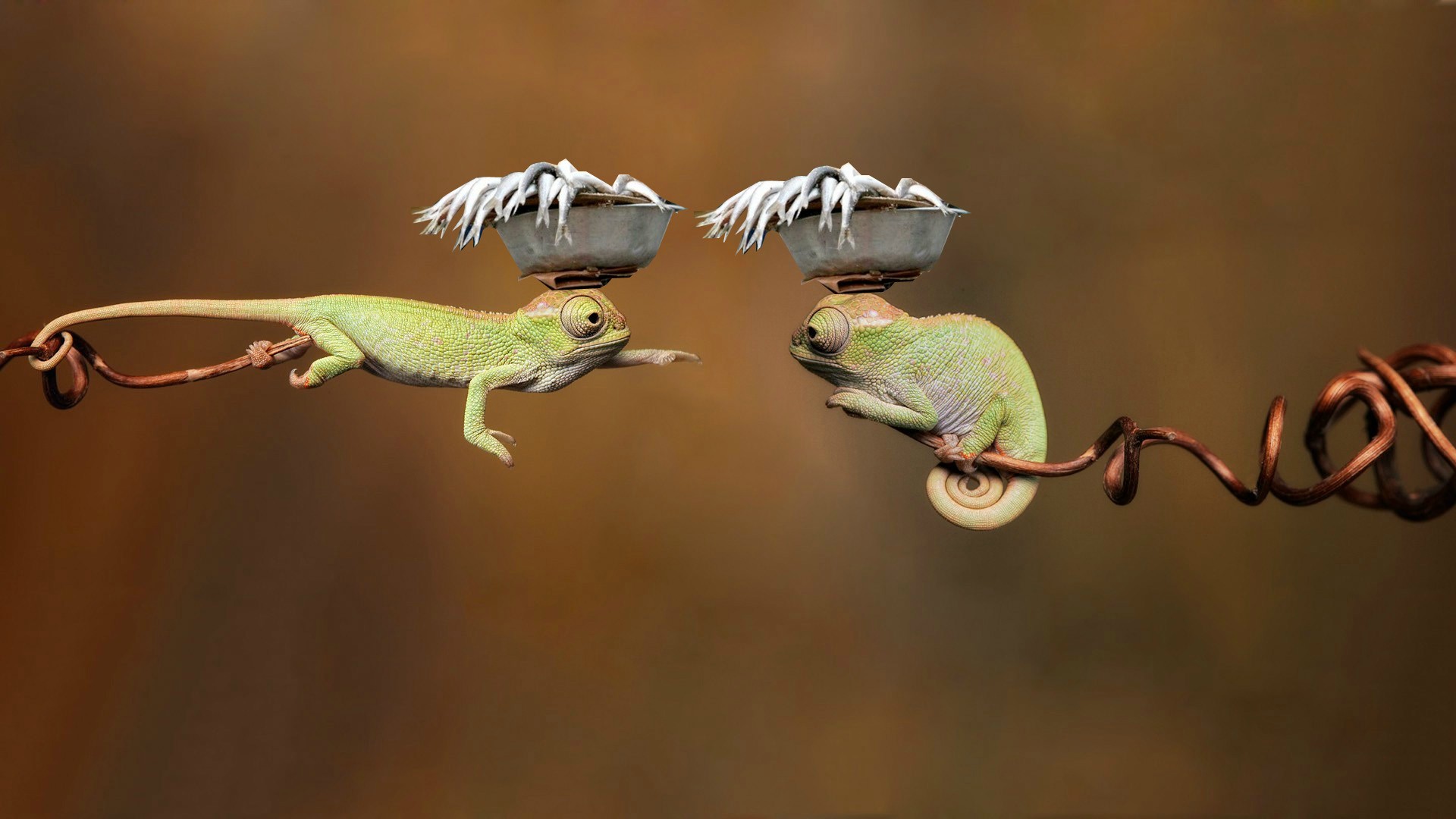 Free download wallpaper Animal, Chameleon, Reptiles on your PC desktop