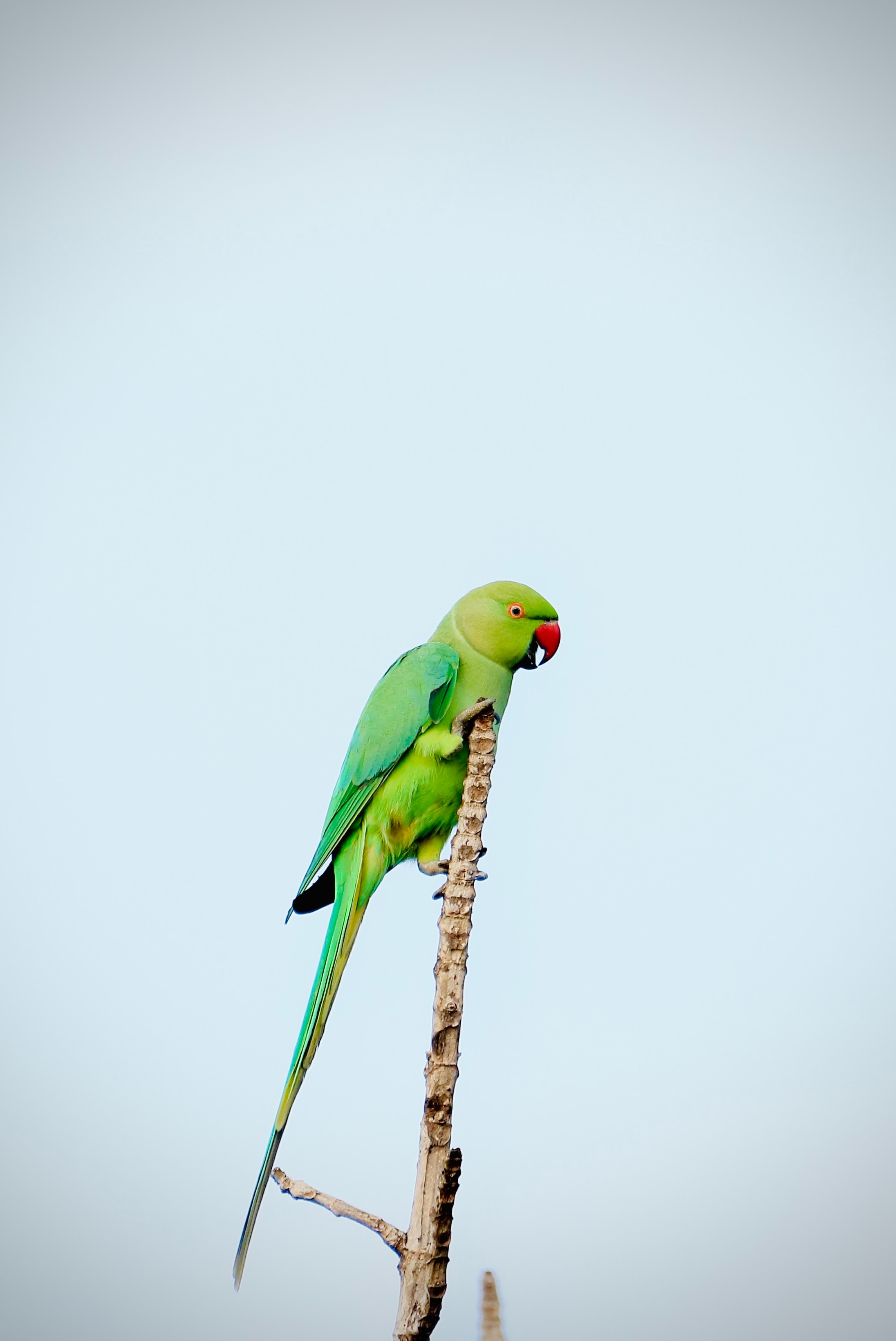 green, parrots, animals, bright, bird, branch